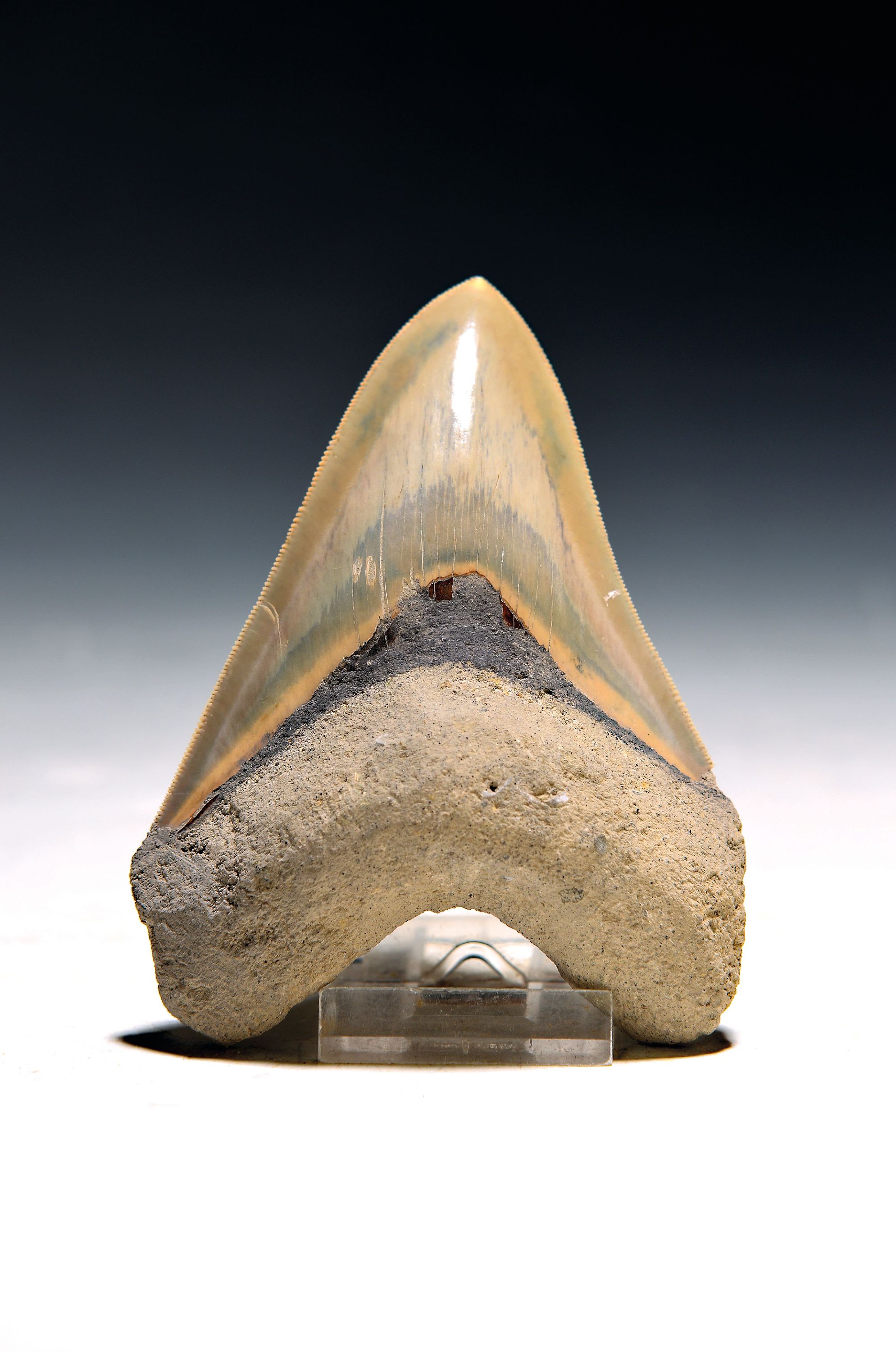 Image 27096299 - Authentischer Carcharocles Megalodon-Zahn aus Indonesien, Java, Cikalong, West Java, ca. ...