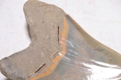 27096299a - Authentischer Carcharocles Megalodon-Zahn aus Indonesien, Java, Cikalong, West Java, ca. ...