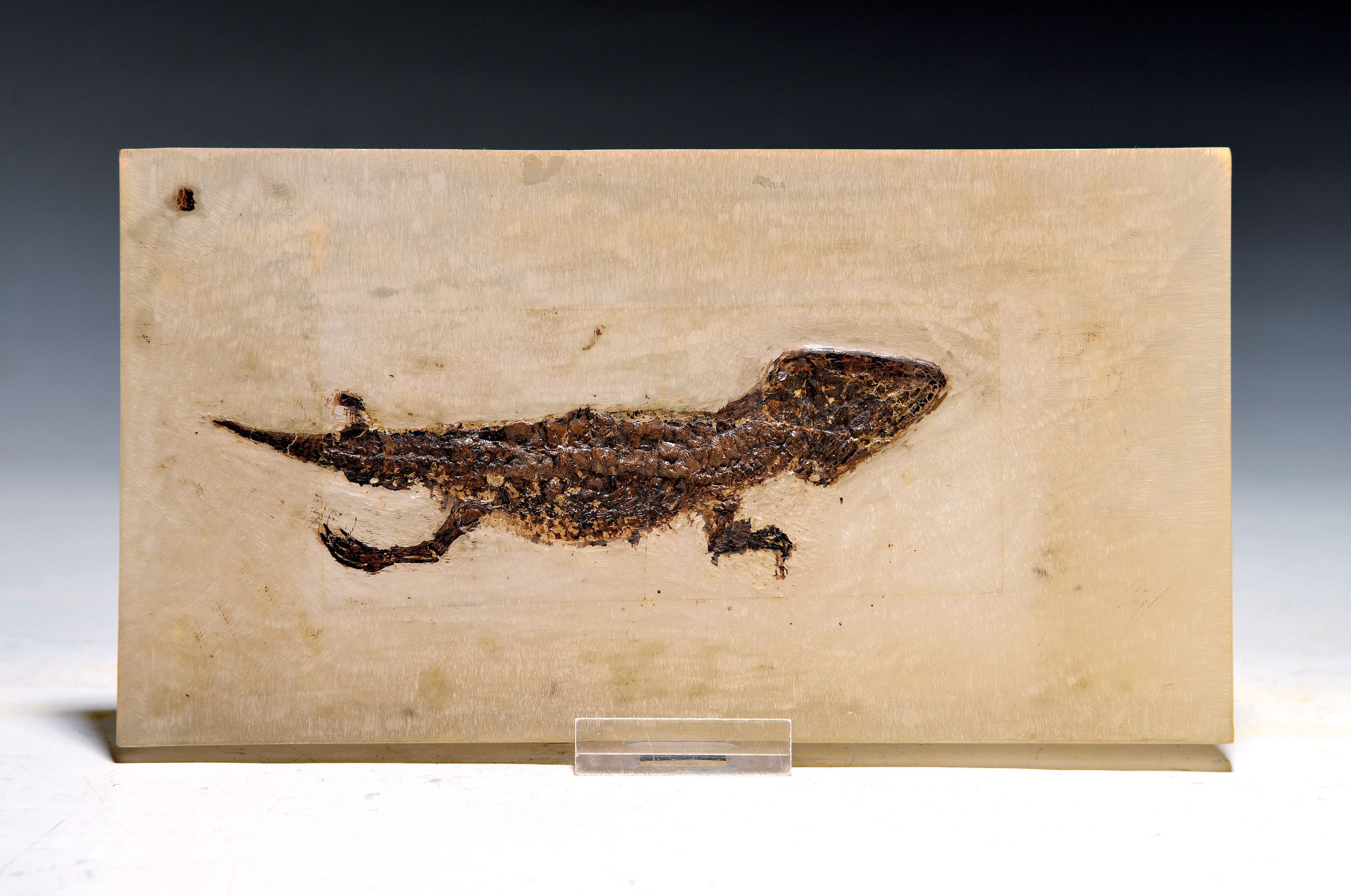 Image 27096646 - Perfekt erhaltenes Fossil eines jungen Krokodils aus der Grube Messel, Darmstadt, L. 14 ...