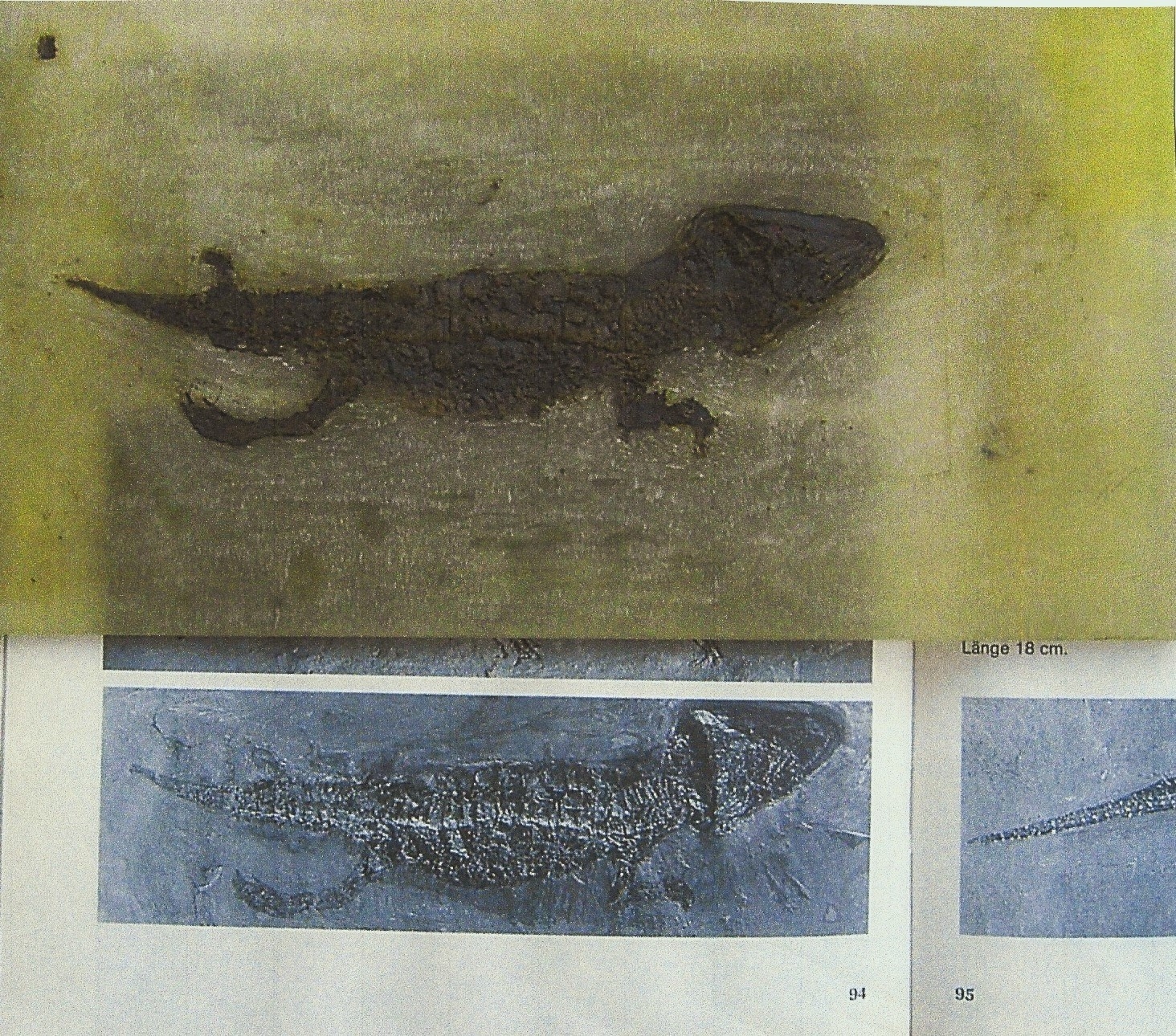 Detail a: Fossil eines jungen Krokodils aus der Grube Messel, Darmstadt, L. 14 cm, das freigelegte Fossil wurde durch die ...