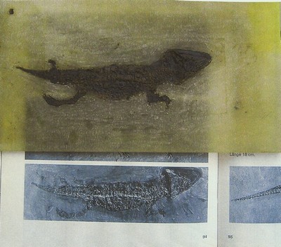 27096646a - Fossil eines jungen Krokodils aus der Grube Messel, Darmstadt, L. 14 cm, das freigelegte ...