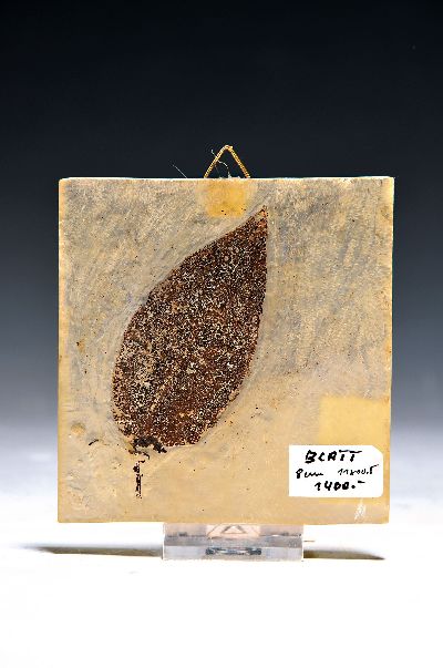 Image Seltenes fossiles Blatt aus der Grube Messel, wohl Lorbeerblatt ´Lauraceae´, bestens ...