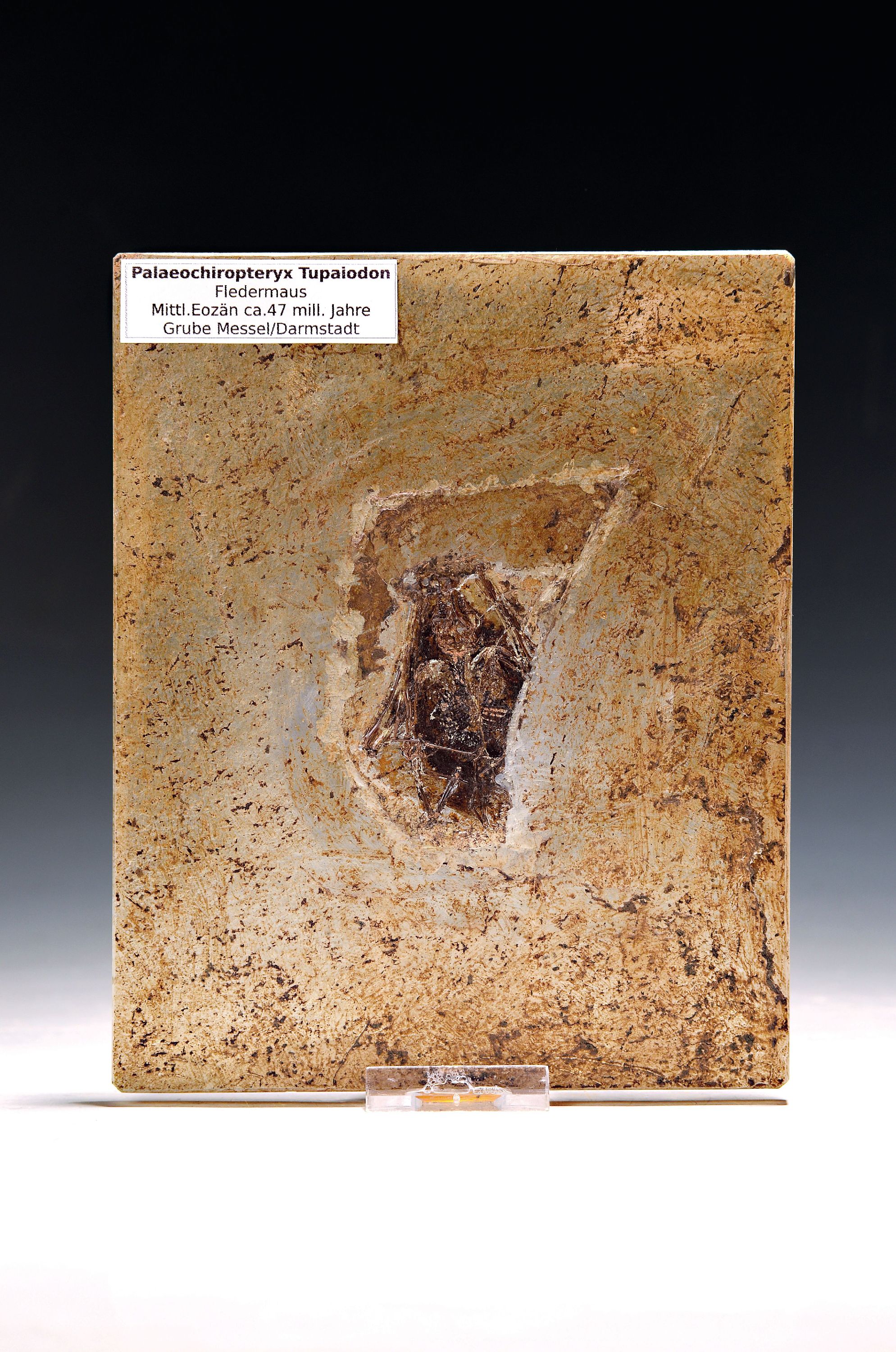 Image 27096897 - Seltenes Fossil einer Fledermaus (Palaechiropteryx Tupaidon), Mittleres Eozän, ca. 47 ...