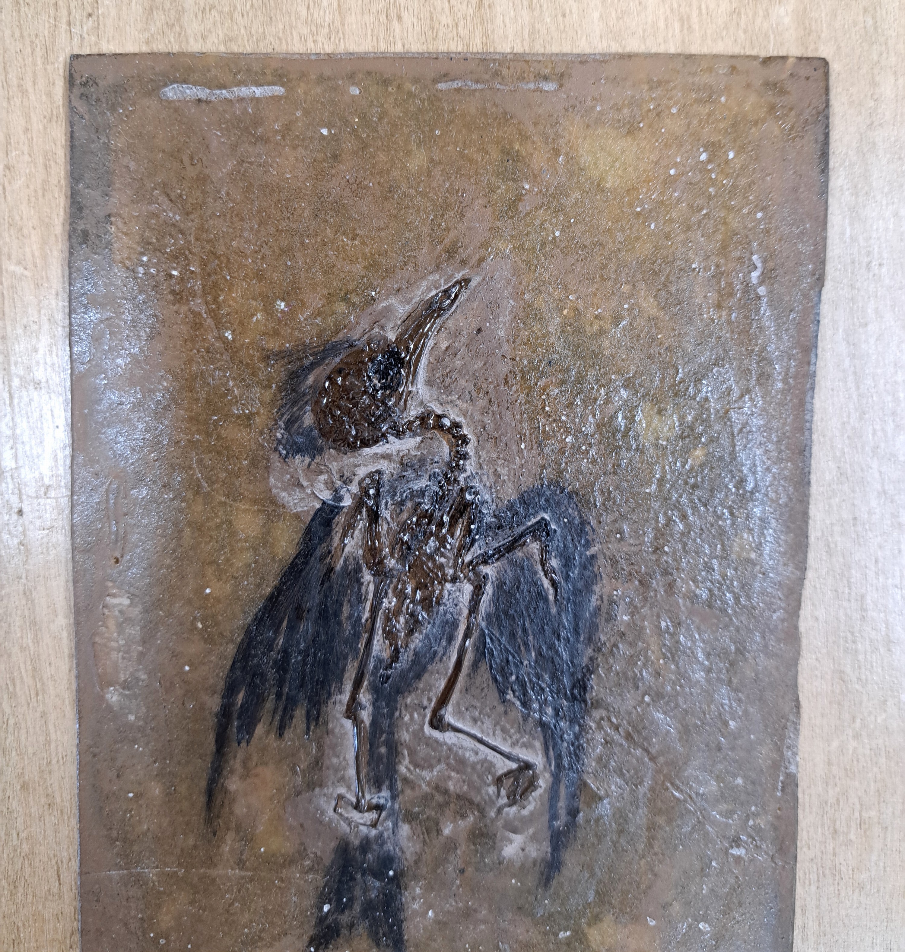 Detail b: Besonders gut erhaltenes Fossil wohl eines "Primozygodactylus", Grube Messel, Darmstadt, L.ca. 13cm, das freigelegte Fossil wurde durch die ...