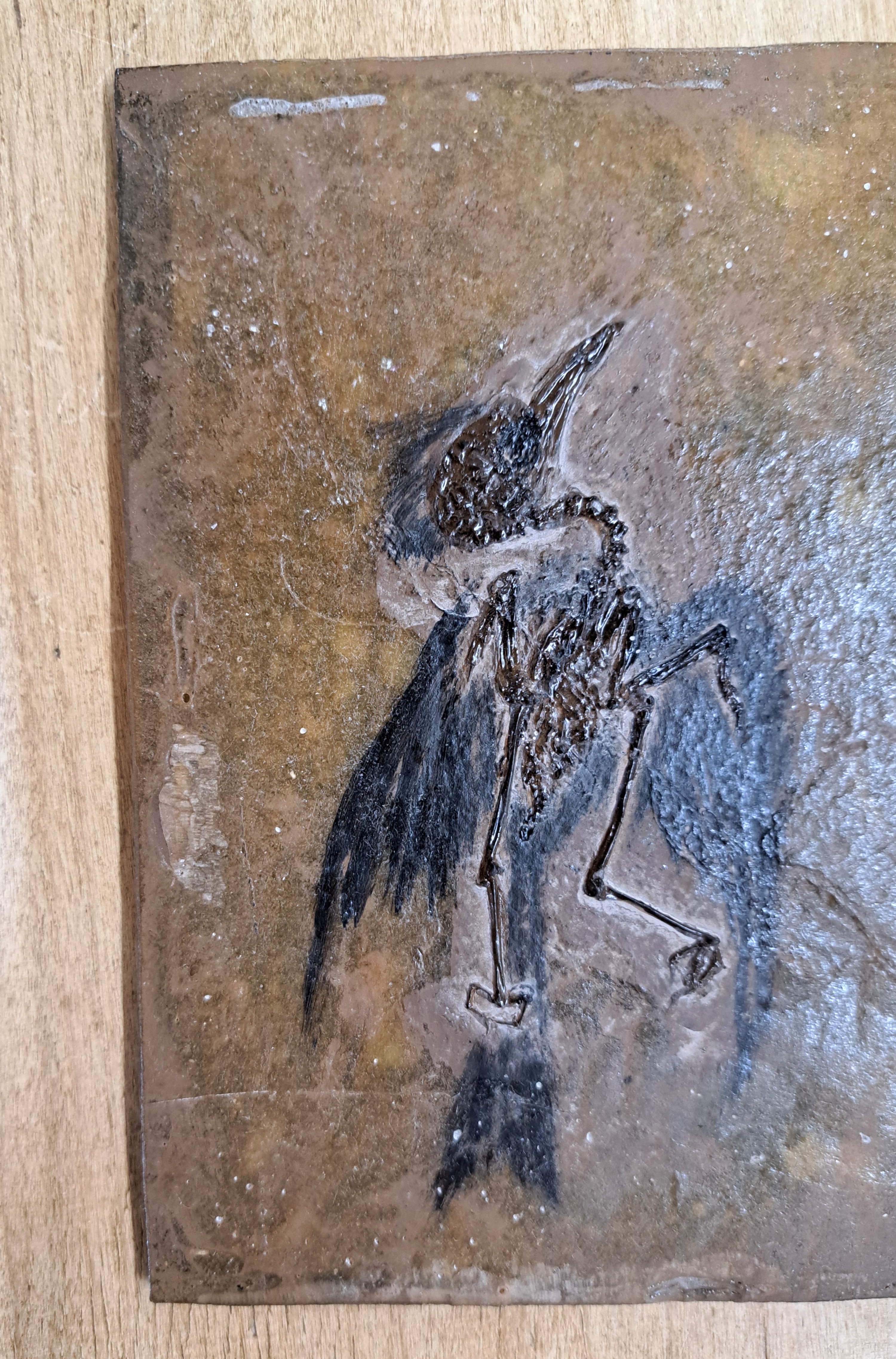 Detail c: Besonders gut erhaltenes Fossil wohl eines "Primozygodactylus", Grube Messel, Darmstadt, L.ca. 13cm, das freigelegte Fossil wurde durch die ...