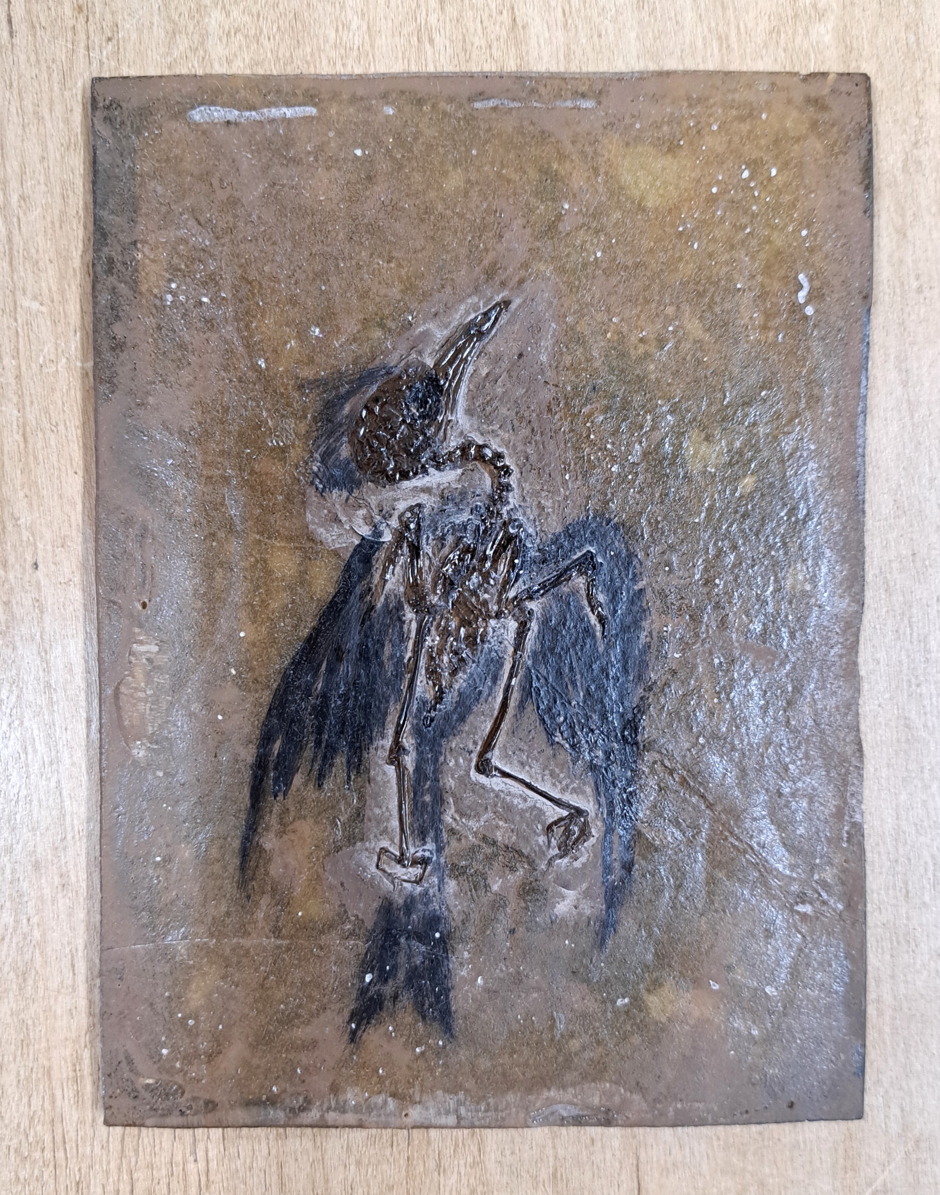 Detail d: Besonders gut erhaltenes Fossil wohl eines "Primozygodactylus", Grube Messel, Darmstadt, L.ca. 13cm, das freigelegte Fossil wurde durch die ...