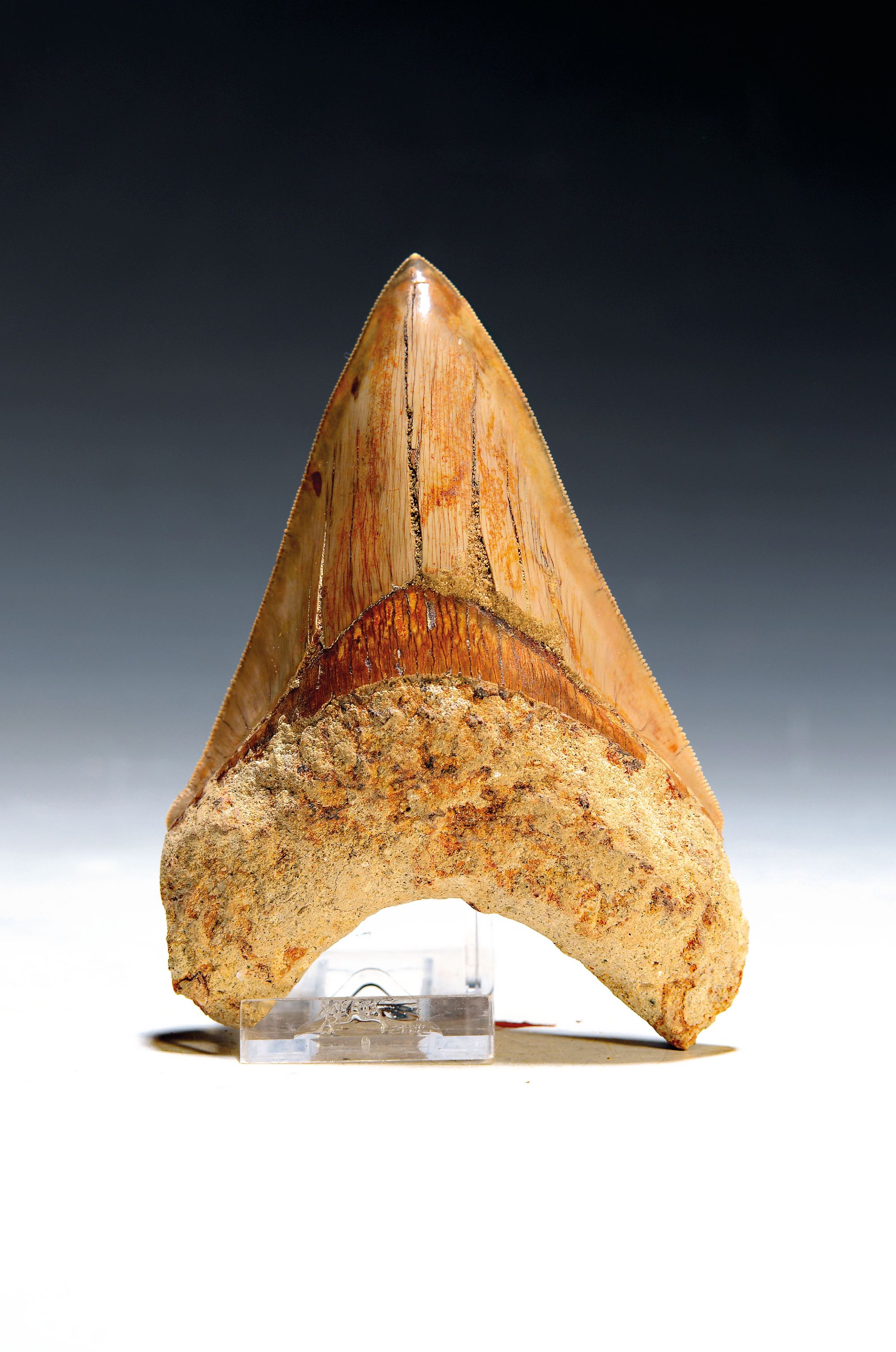 Image 27097108 - Authentic, large prehistoric shark tooth ´Carcharocles megalondon, Indonesia, Cialong, ...
