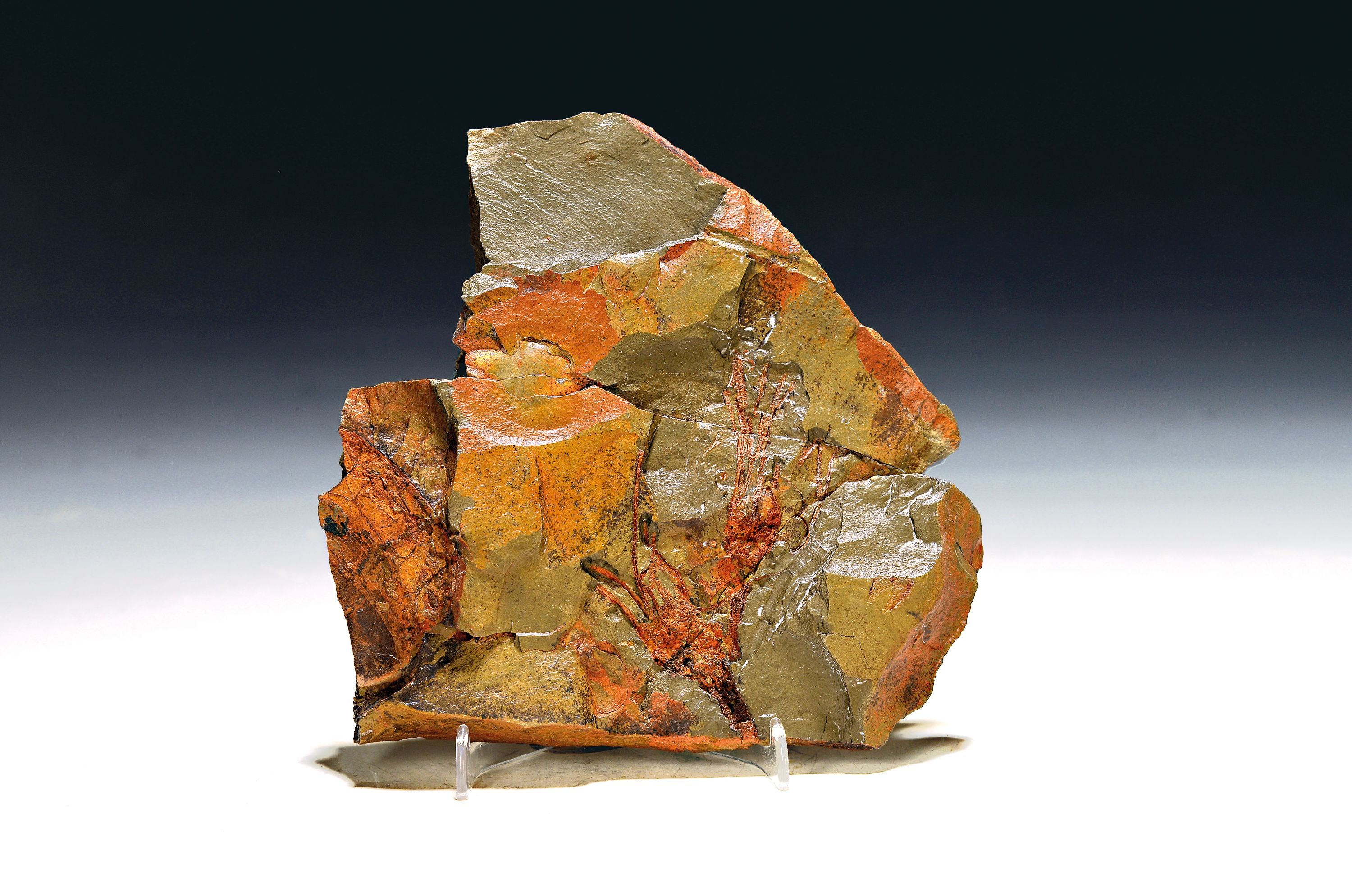 Image 27097138 - Fossil extrem seltener primitiver Cinoideen, Fezouata-Formation, 480 bis 472 Mio. J. alt, ...