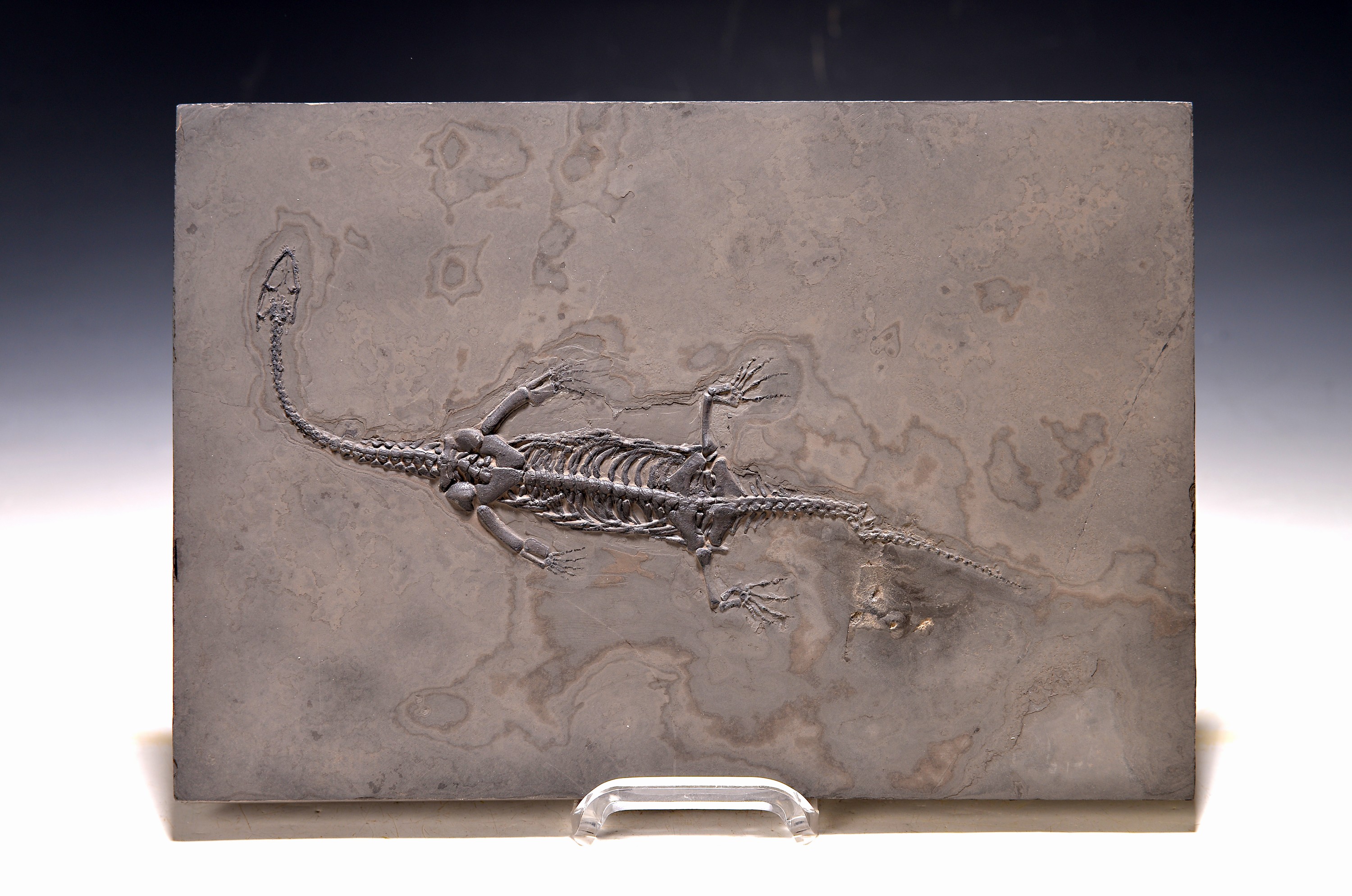 Image 27097152 - Schwimmsaurier Keichousaurus auf einer Platte ca. 27.6x19x1.8 cm, Ghuizhou-Province ...