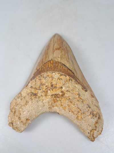 27097108a - Authentischer, großer prähistorischer Haifischzahn ´Carcharocles megalondon, ...