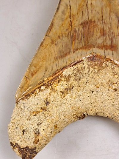 27097108f - Authentischer, großer prähistorischer Haifischzahn ´Carcharocles megalondon, ...