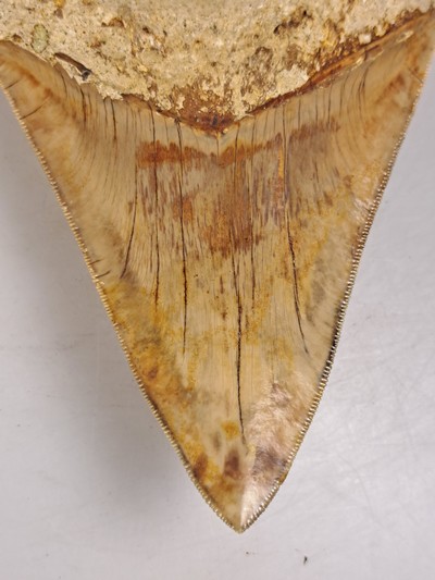 27097108g - Authentischer, großer prähistorischer Haifischzahn ´Carcharocles megalondon, ...
