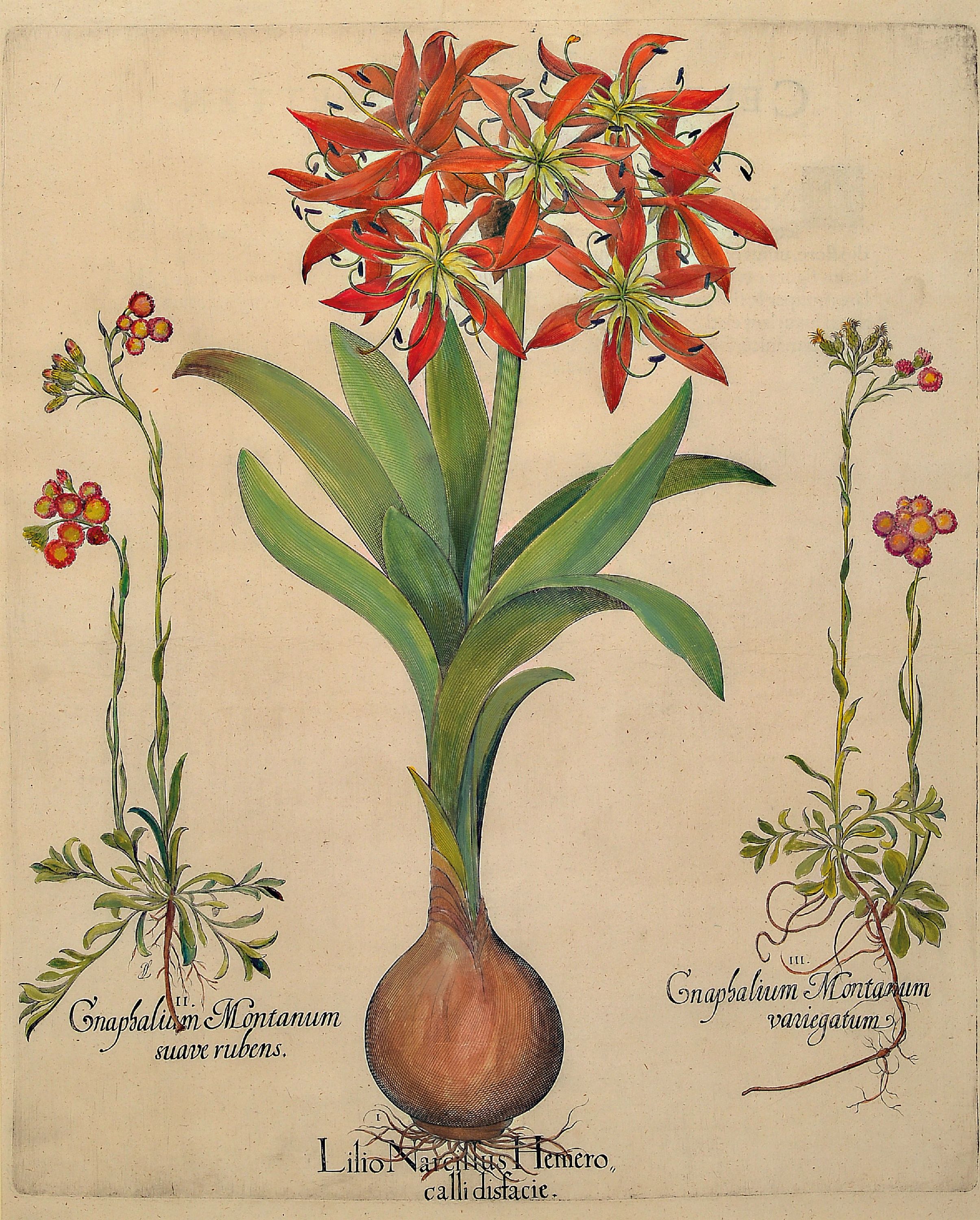 Image 27102405 - Basilius Besler, 1561-1629 Nürnberg, 2 kolorierte Kupferstiche aus Hortus Eystettensis, ...