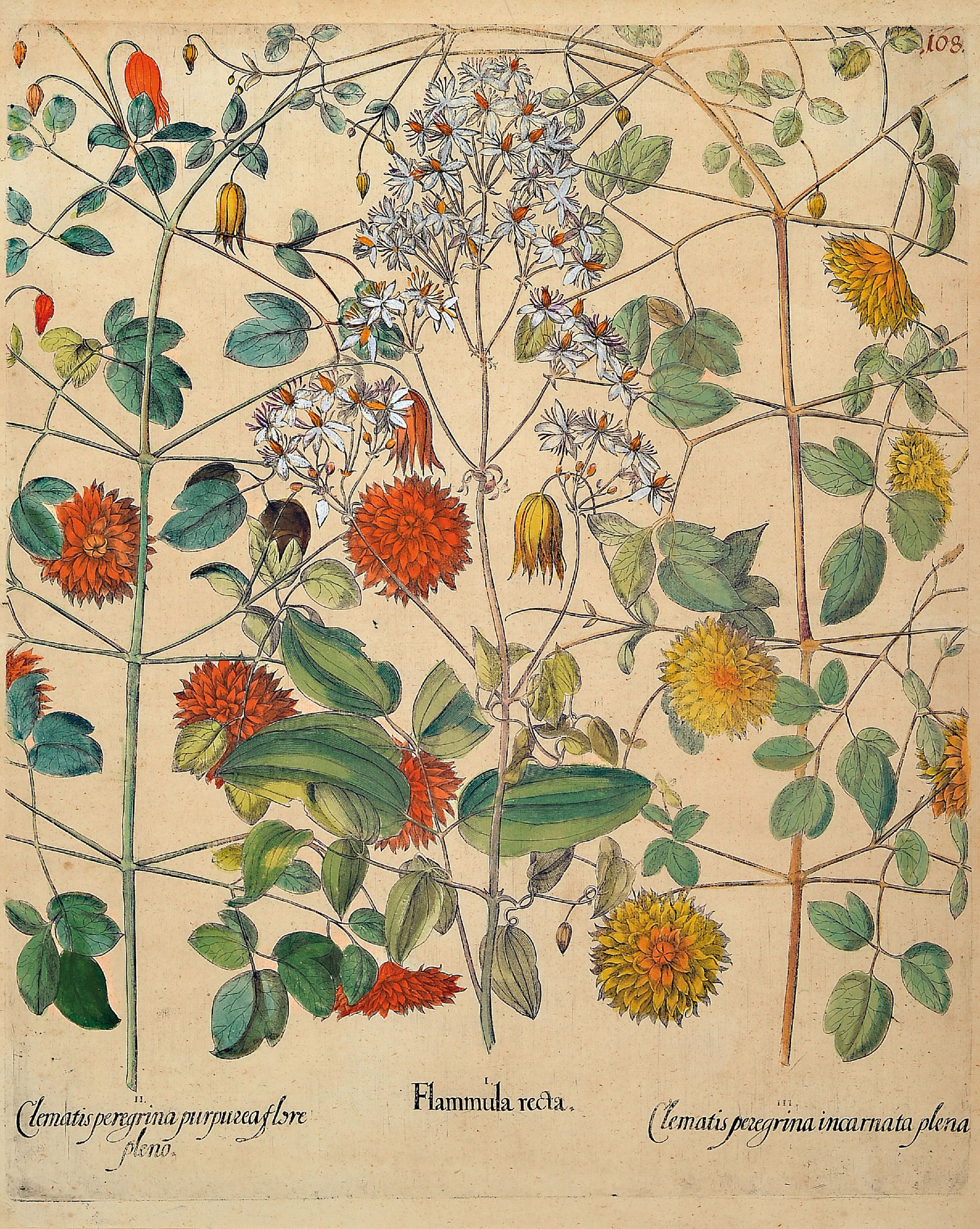 Detail a: Basilius Besler, 1561-1629 Nürnberg, 2 kolorierte Kupferstiche aus Hortus Eystettensis, 1x Clematis peregrina purpurzea, Flammula recta und Clematis ...