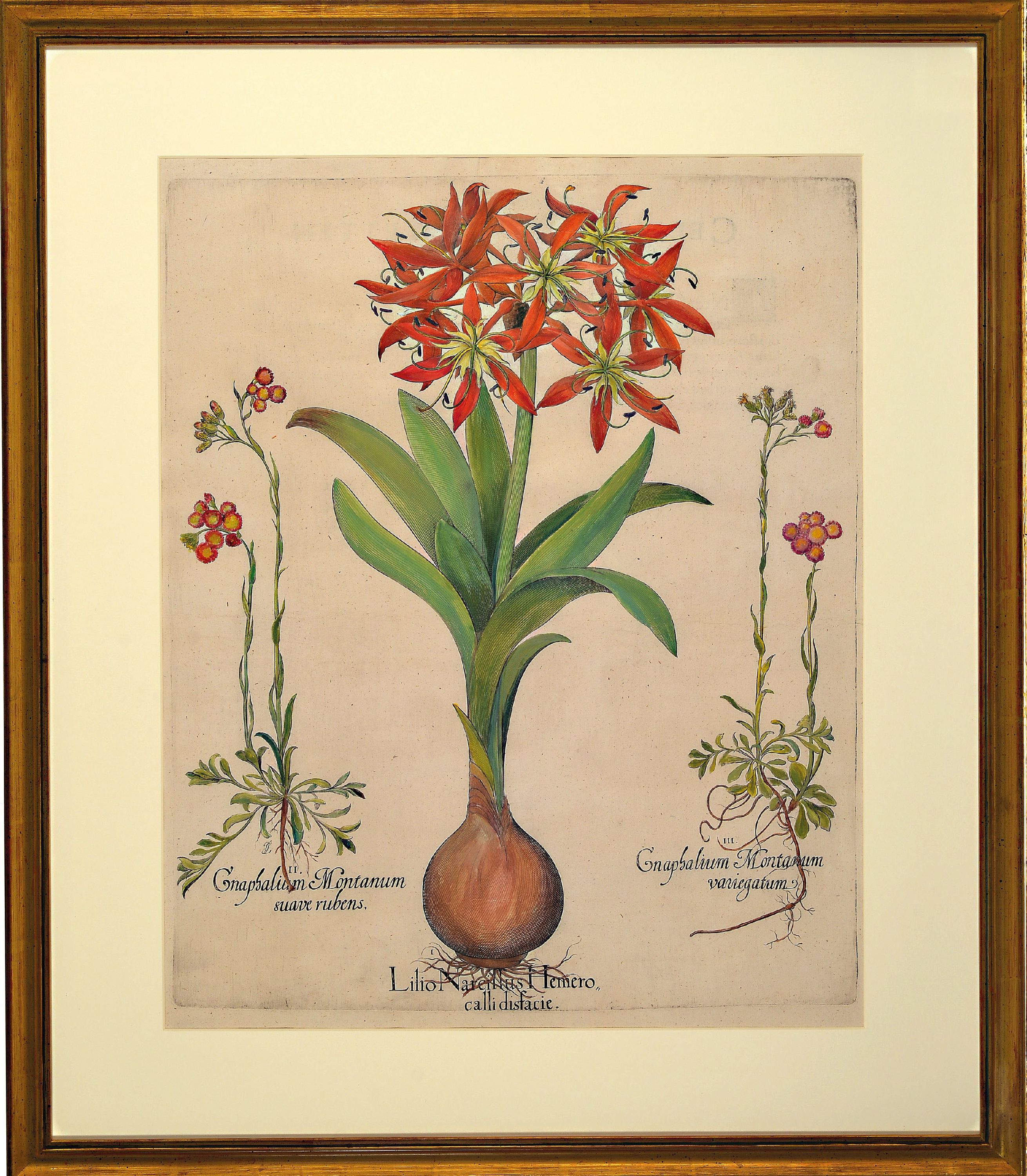 Detail k: Basilius Besler, 1561-1629 Nürnberg, 2 kolorierte Kupferstiche aus Hortus Eystettensis, 1x Clematis peregrina purpurzea, Flammula recta und Clematis ...