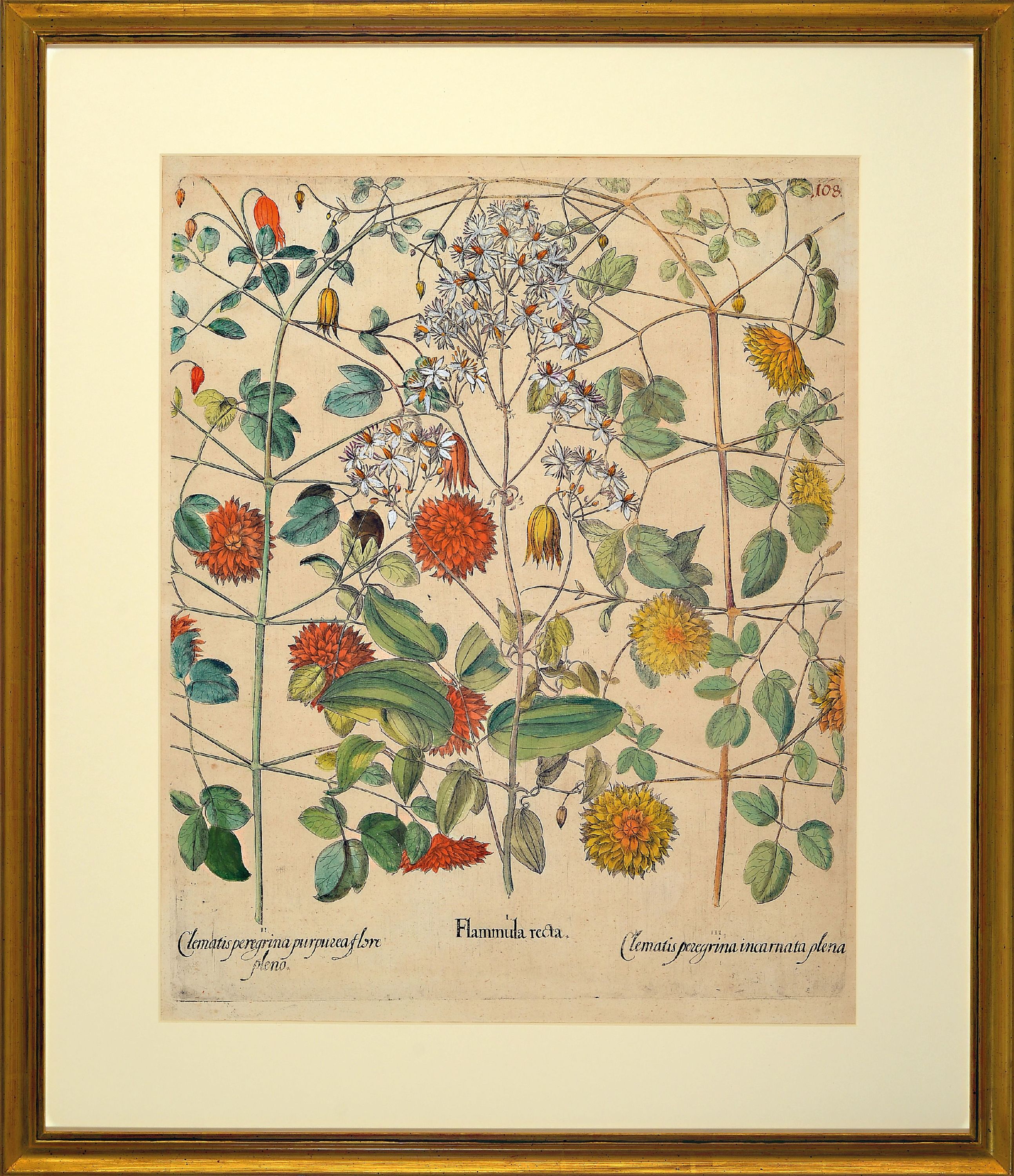 Detail l: Basilius Besler, 1561-1629 Nürnberg, 2 kolorierte Kupferstiche aus Hortus Eystettensis, 1x Clematis peregrina purpurzea, Flammula recta und Clematis ...