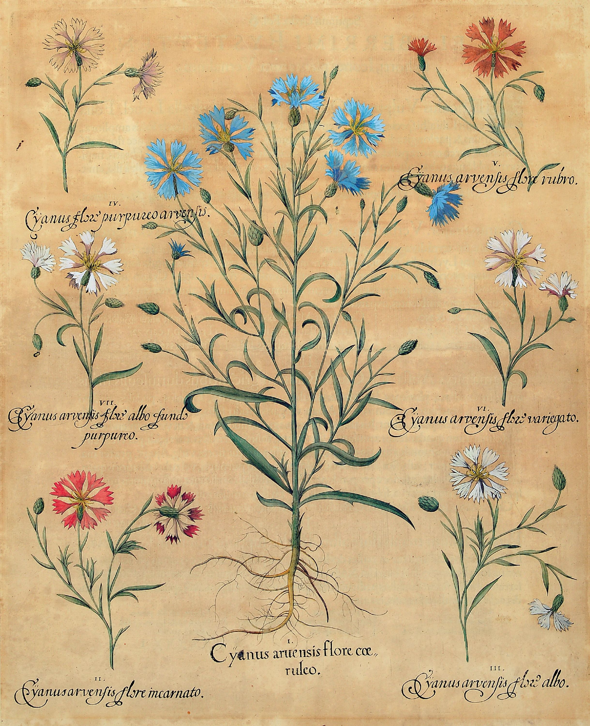 Image 27102406 - Basilius Besler, 1561-1629 Nürnberg, 2 kolorierte Kupferstiche aus Hortus Eystettensis, ...