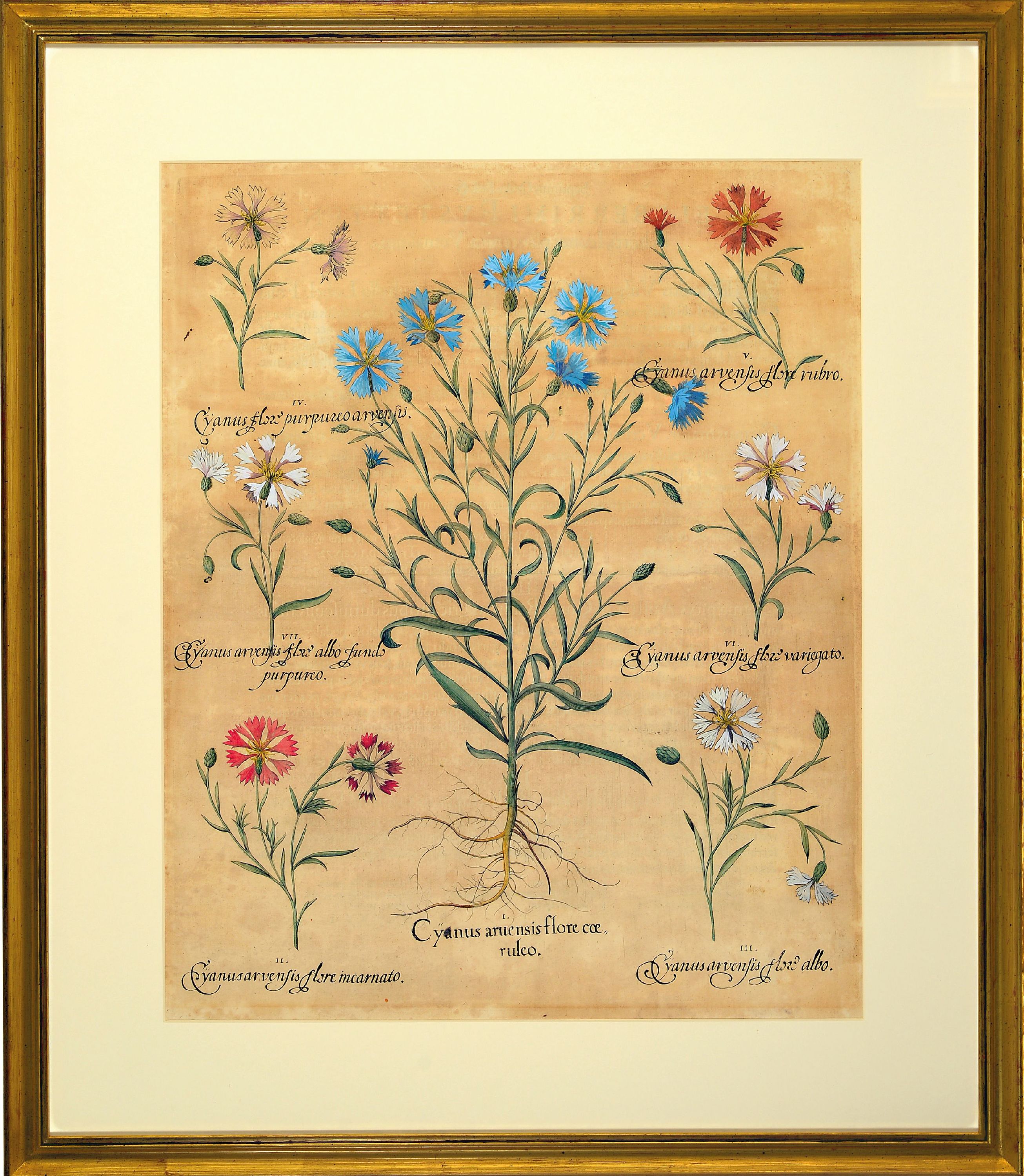 Detail k: Basilius Besler, 1561-1629 Nürnberg, 2 kolorierte Kupferstiche aus Hortus Eystettensis, 1x Primulaveris anglicana, Hippoglossum, Sanicula montana ...