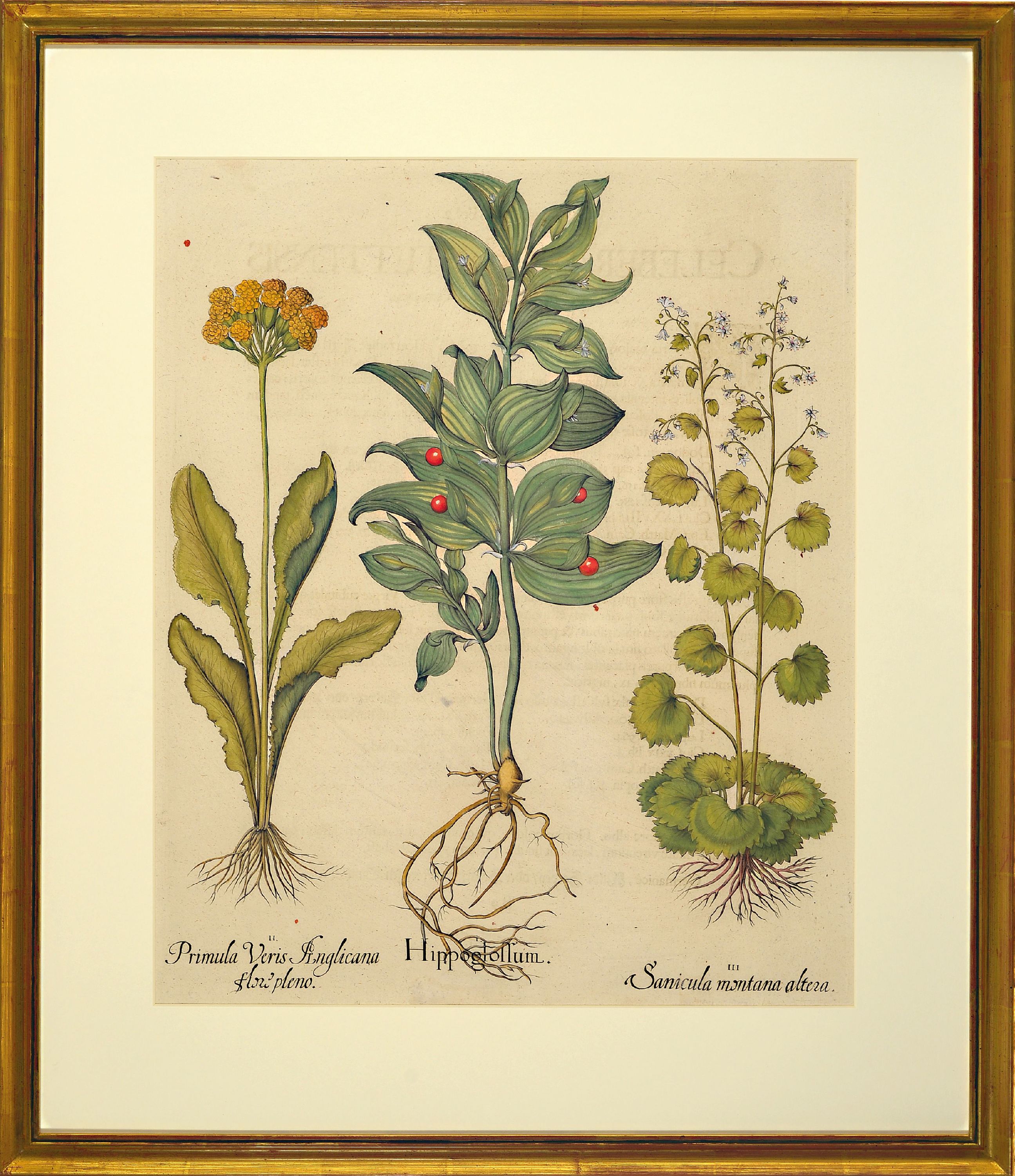 Detail l: Basilius Besler, 1561-1629 Nürnberg, 2 kolorierte Kupferstiche aus Hortus Eystettensis, 1x Primulaveris anglicana, Hippoglossum, Sanicula montana ...