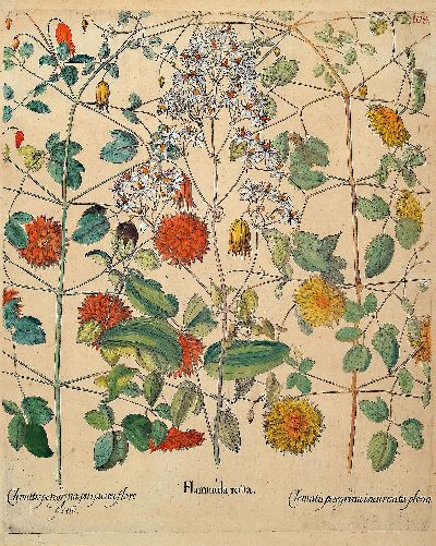 27102405a - Basilius Besler, 1561-1629 Nürnberg, 2 kolorierte Kupferstiche aus Hortus Eystettensis, ...