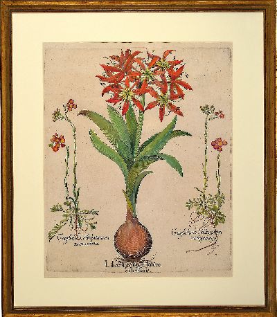 27102405k - Basilius Besler, 1561-1629 Nürnberg, 2 kolorierte Kupferstiche aus Hortus Eystettensis, ...