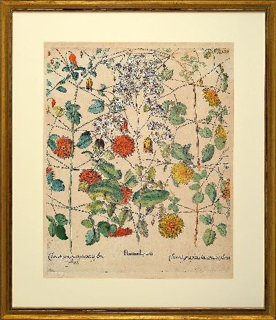 27102405l - Basilius Besler, 1561-1629 Nürnberg, 2 kolorierte Kupferstiche aus Hortus Eystettensis, ...