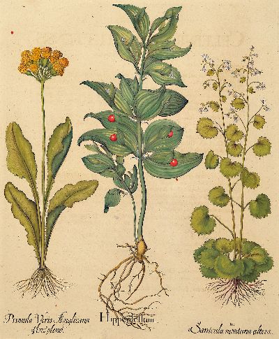 27102406a - Basilius Besler, 1561-1629 Nürnberg, 2 kolorierte Kupferstiche aus Hortus Eystettensis, ...