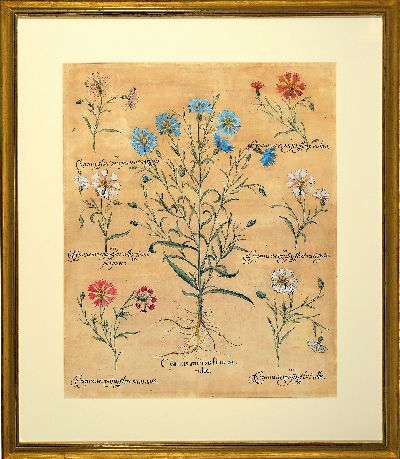 27102406k - Basilius Besler, 1561-1629 Nürnberg, 2 kolorierte Kupferstiche aus Hortus Eystettensis, ...