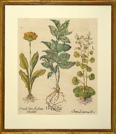 27102406l - Basilius Besler, 1561-1629 Nürnberg, 2 kolorierte Kupferstiche aus Hortus Eystettensis, ...