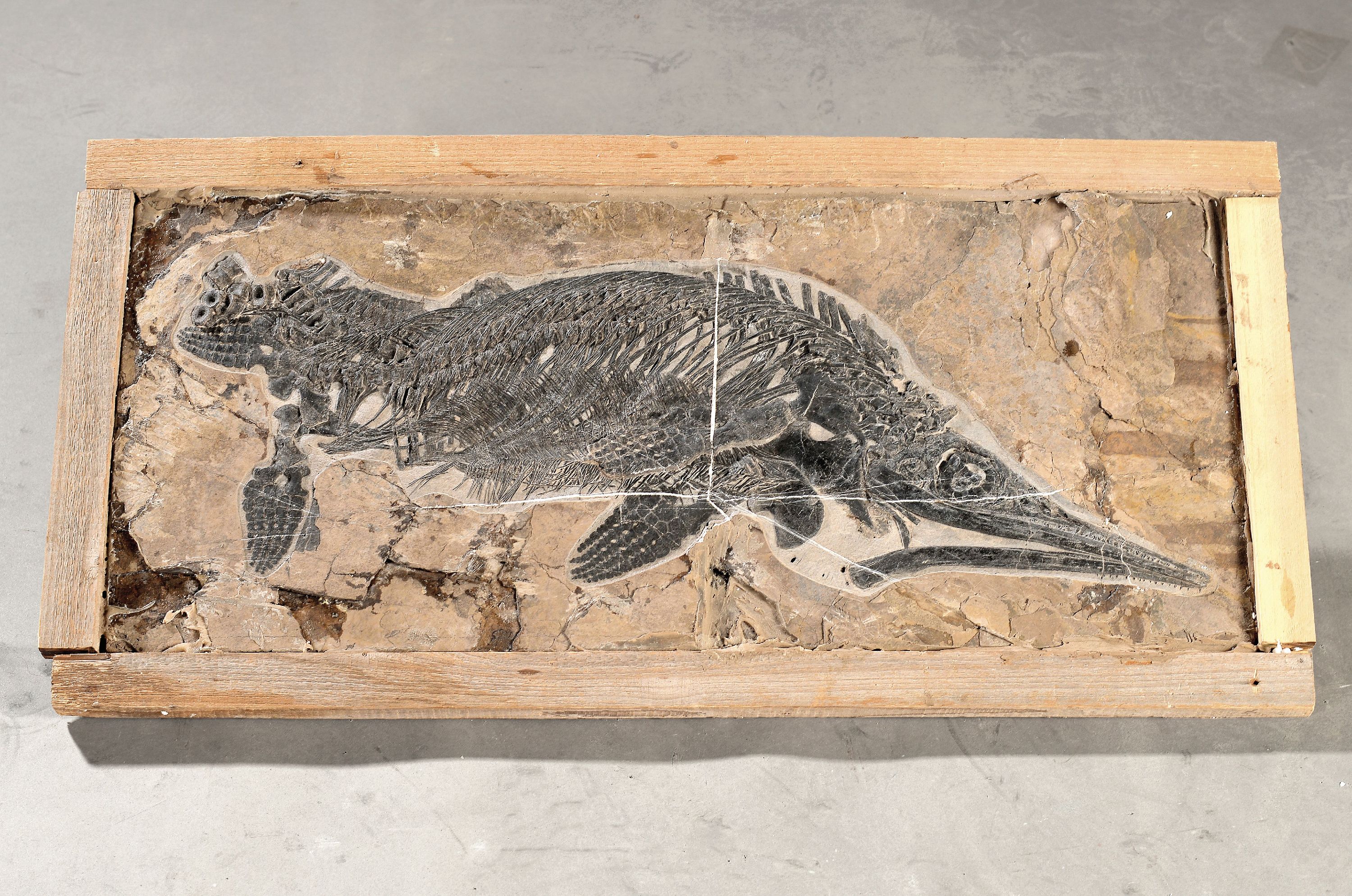 Image 27111990 - Großer Mixosaurus (vermischte Echse), China, 240 Mio. J. alt, Übergangsform zwischen ...
