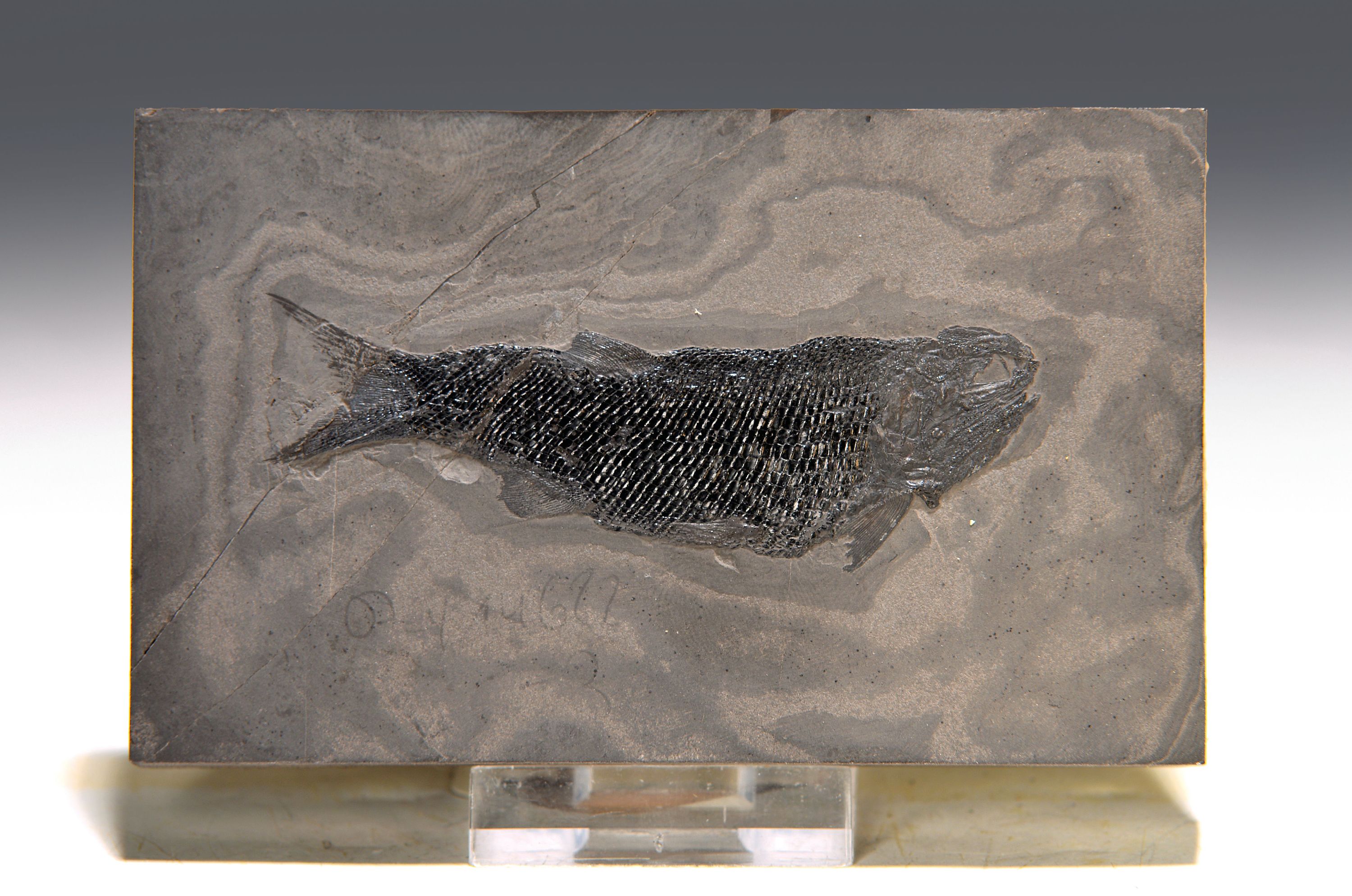 Image 27112180 - Fossil eines Guizhouniscus microlepidus, Fisch aus dem Trias, China, Schuppen, Knochen ...