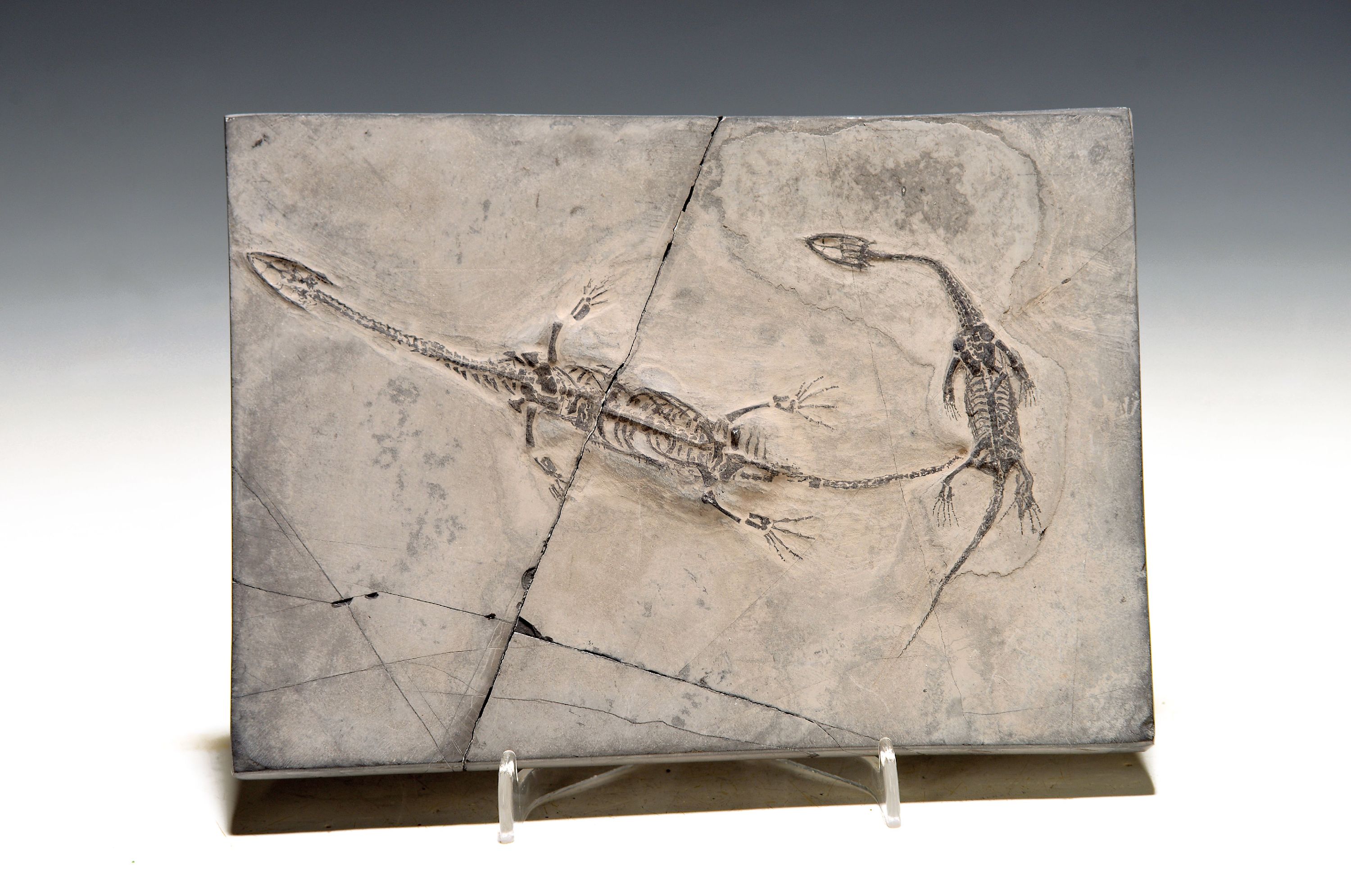 Image 27113500 - Schwimmsaurier-Pärchen ´Keichousaurus-Hui´ Platte ca. 12,5x18cm, Guizhou-Province China, ...