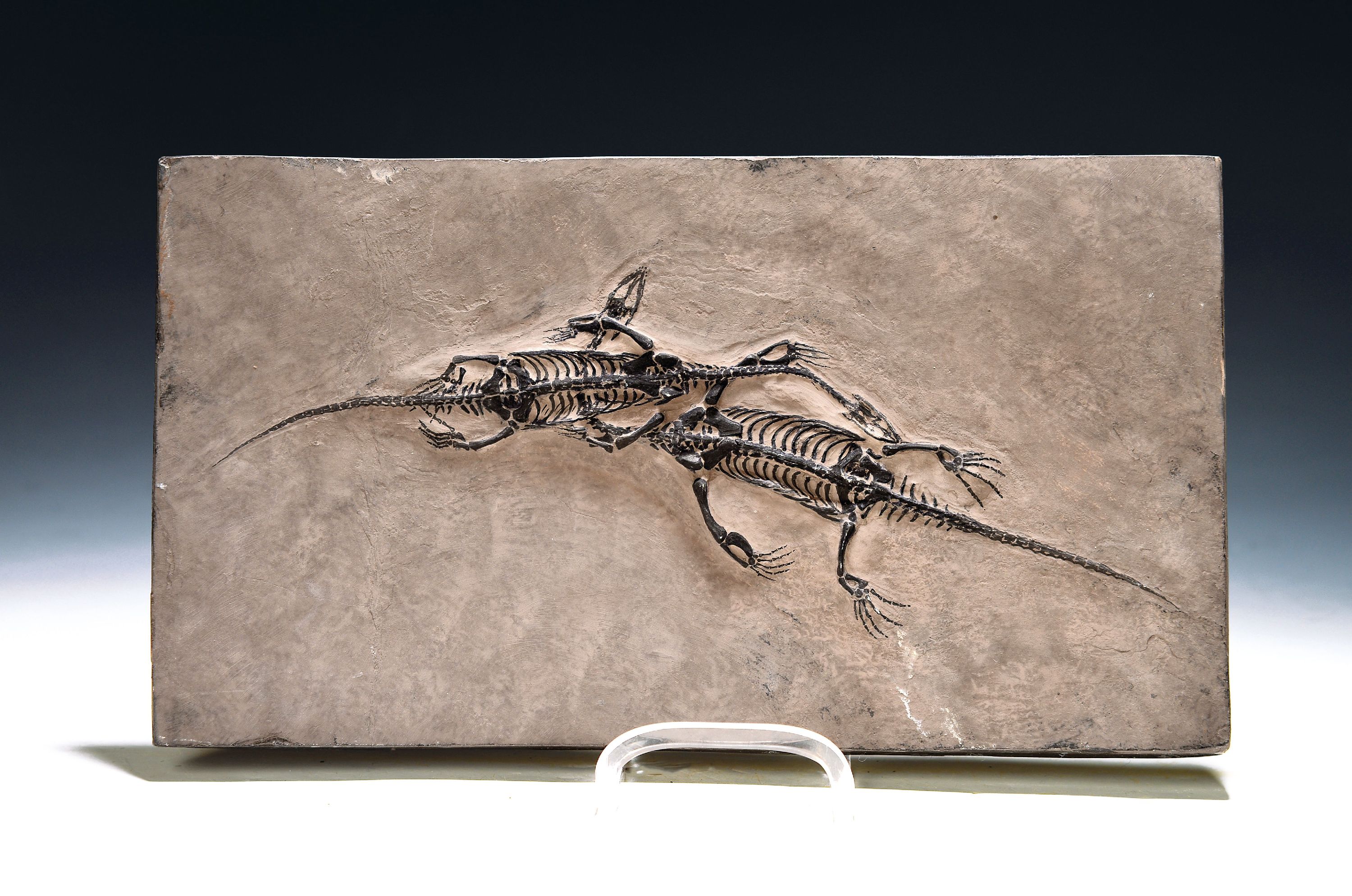 Image 27113676 - Große Fossilienplatte mit zwei erwachsenen Schwimmsauriern ´Keichousaurus-Hui´ Guizhou ...