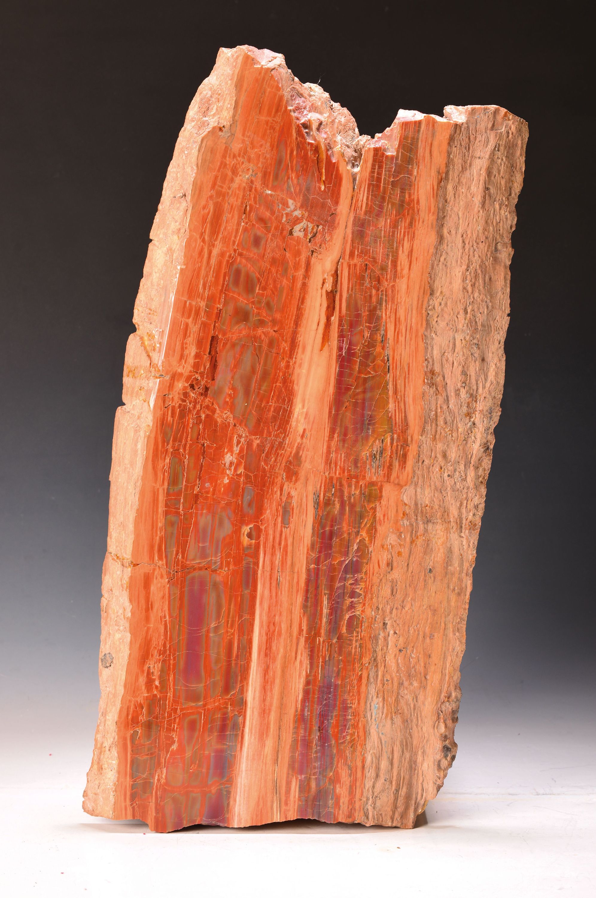 Image 27117747 - Versteinertes Holz, ca. 230-200 Mio. Jahre alt, wohl Arizona, USA, geschliffen und ...