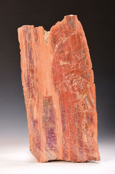27117747a - Versteinertes Holz, ca. 230-200 Mio. Jahre alt, wohl Arizona, USA, geschliffen und ...