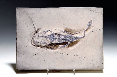Image Schwimmsaurierpärchen ´Keichousaurus-Hui´ (Nothosaurus auf einer Platte, 26x19 cm), ...
