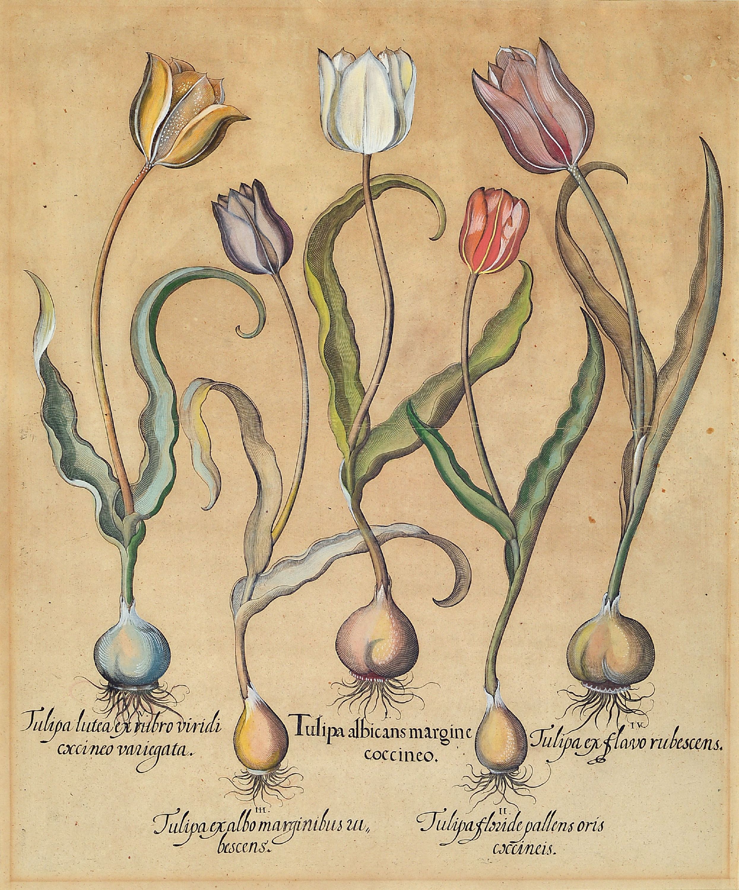 Image 27120048 - Basilius Besler, 1561-1629 Nürnberg, 2 kolorierte Kupferstiche aus Hortus Eystettensis, ...