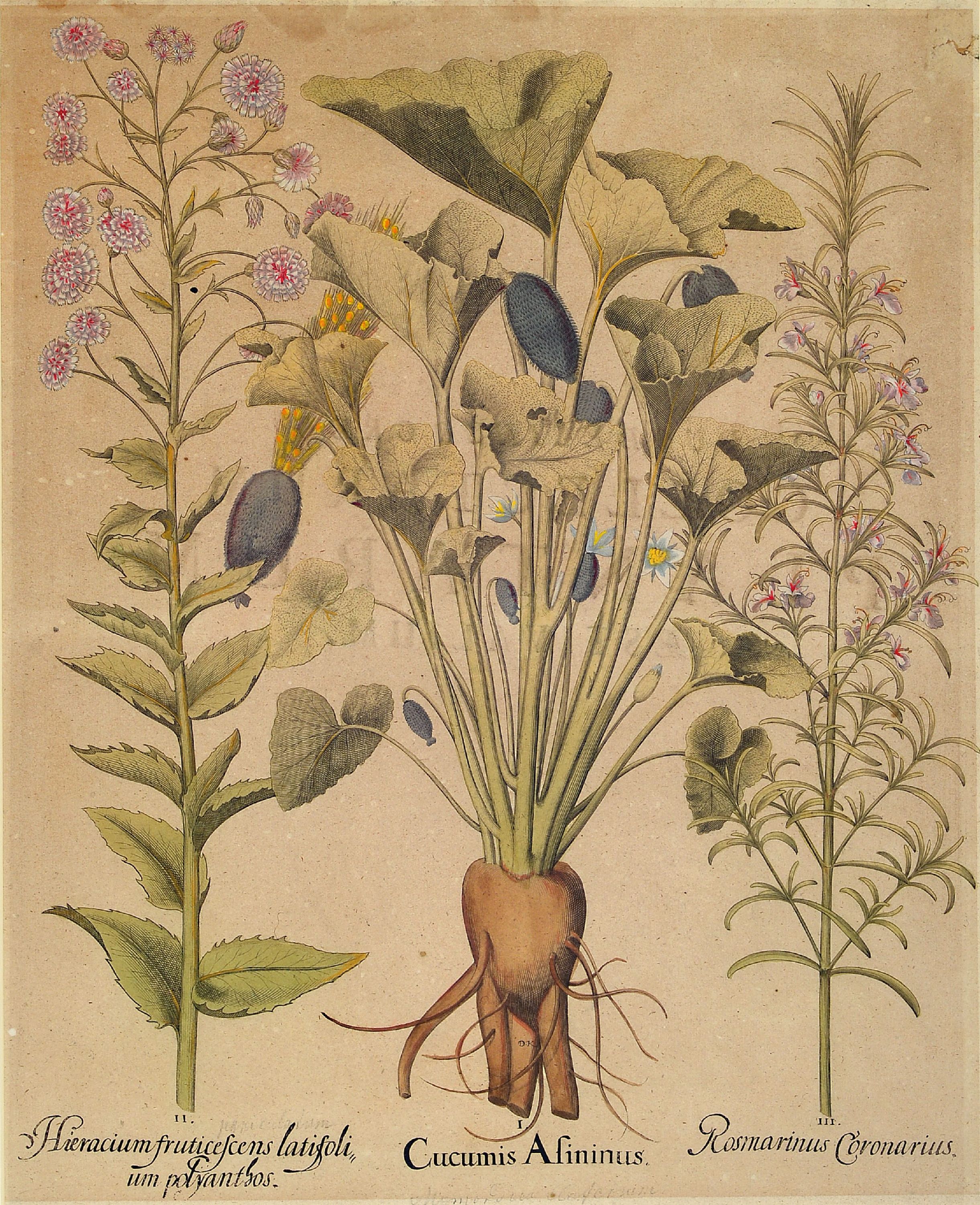 Detail a: Basilius Besler, 1561-1629 Nürnberg, 2 kolorierte Kupferstiche aus Hortus Eystettensis, wohl spätere Abzüge um 1749/50, Cucumis Afininus und ...