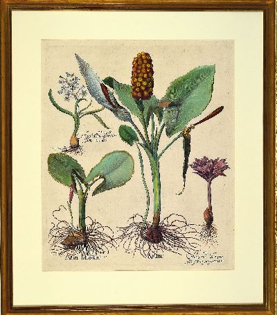 27120047k - Basilius Besler, 1561-1629 Nürnberg, 2 kolorierte Kupferstiche aus Hortus Eystettensis, ...