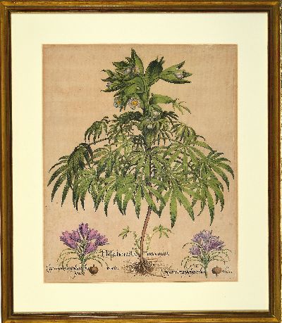 27120047l - Basilius Besler, 1561-1629 Nürnberg, 2 kolorierte Kupferstiche aus Hortus Eystettensis, ...
