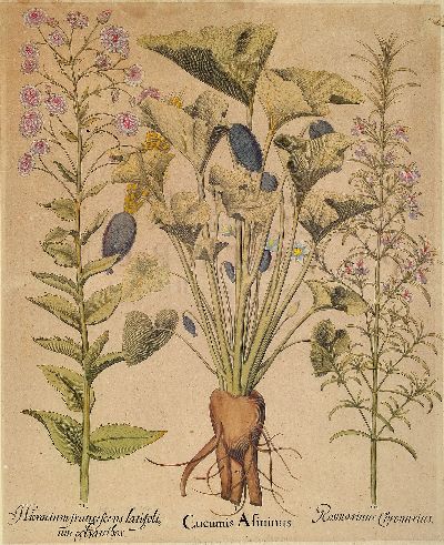 27120048a - Basilius Besler, 1561-1629 Nürnberg, 2 kolorierte Kupferstiche aus Hortus Eystettensis, ...