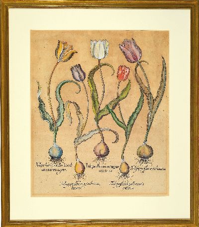 27120048k - Basilius Besler, 1561-1629 Nürnberg, 2 kolorierte Kupferstiche aus Hortus Eystettensis, ...