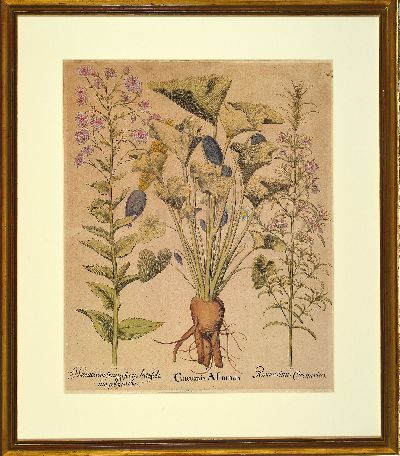 27120048l - Basilius Besler, 1561-1629 Nürnberg, 2 kolorierte Kupferstiche aus Hortus Eystettensis, ...