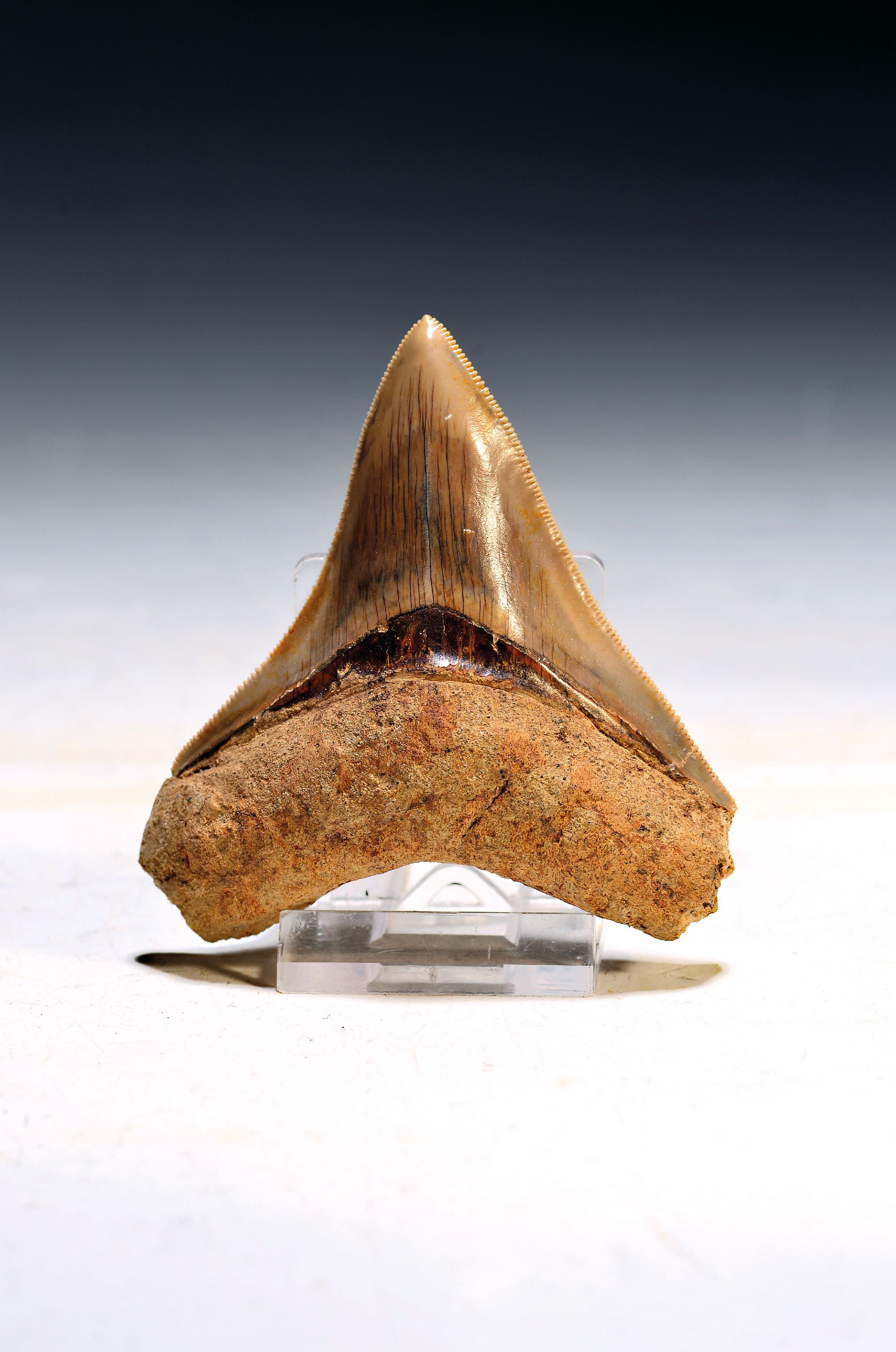 Image 27122835 - Authentischer prähistorischer Haifischzahn, Charcharocles megalodon, Indonesien, ...