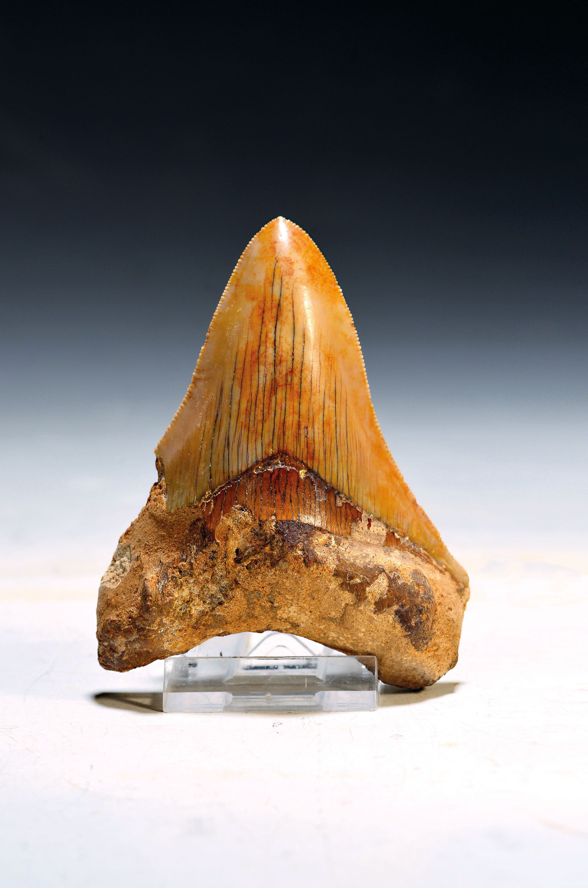 Image 27122836 - Authentischer prähistorischer Haifischzahn, Charcharocles megalodon, Indonesien, ...