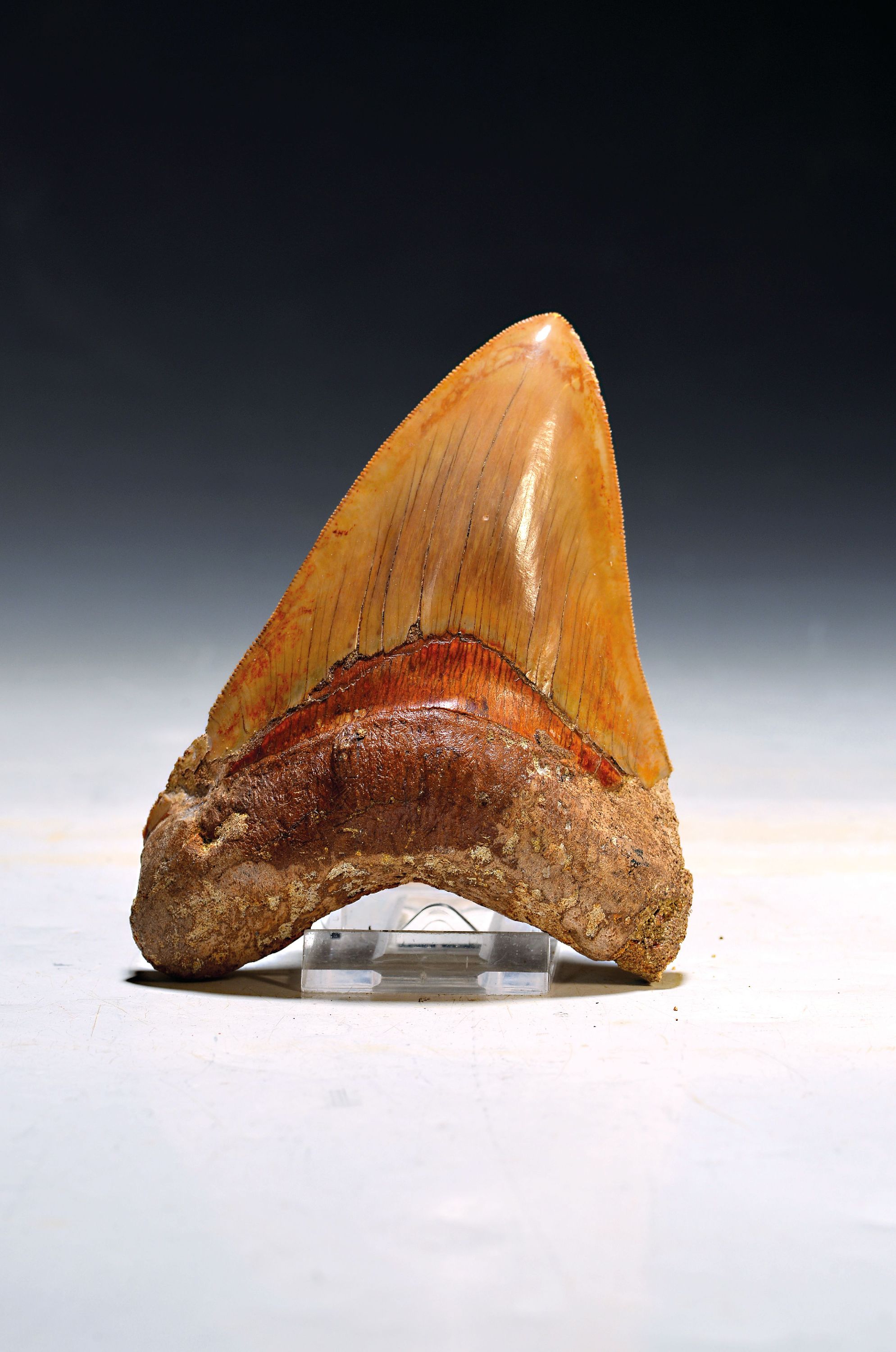 Image 27122878 - Großer authentischer prähistorischer Haifischzahn, Charcharocles megalodon, Indonesien, ...