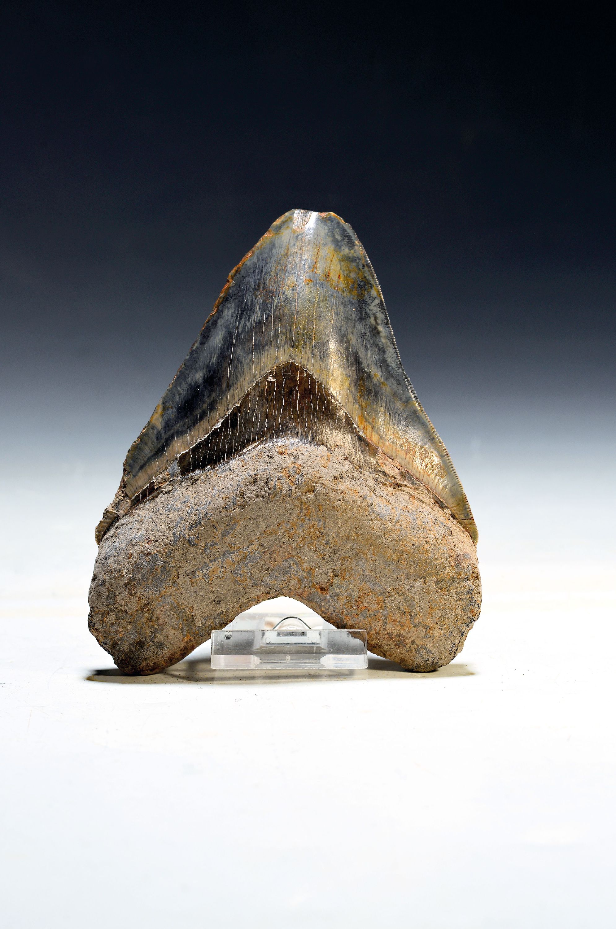 Image 27122933 - Großer authentischer prähistorischer Haifischzahn, Charcharocles megalodon, Indonesien, ...
