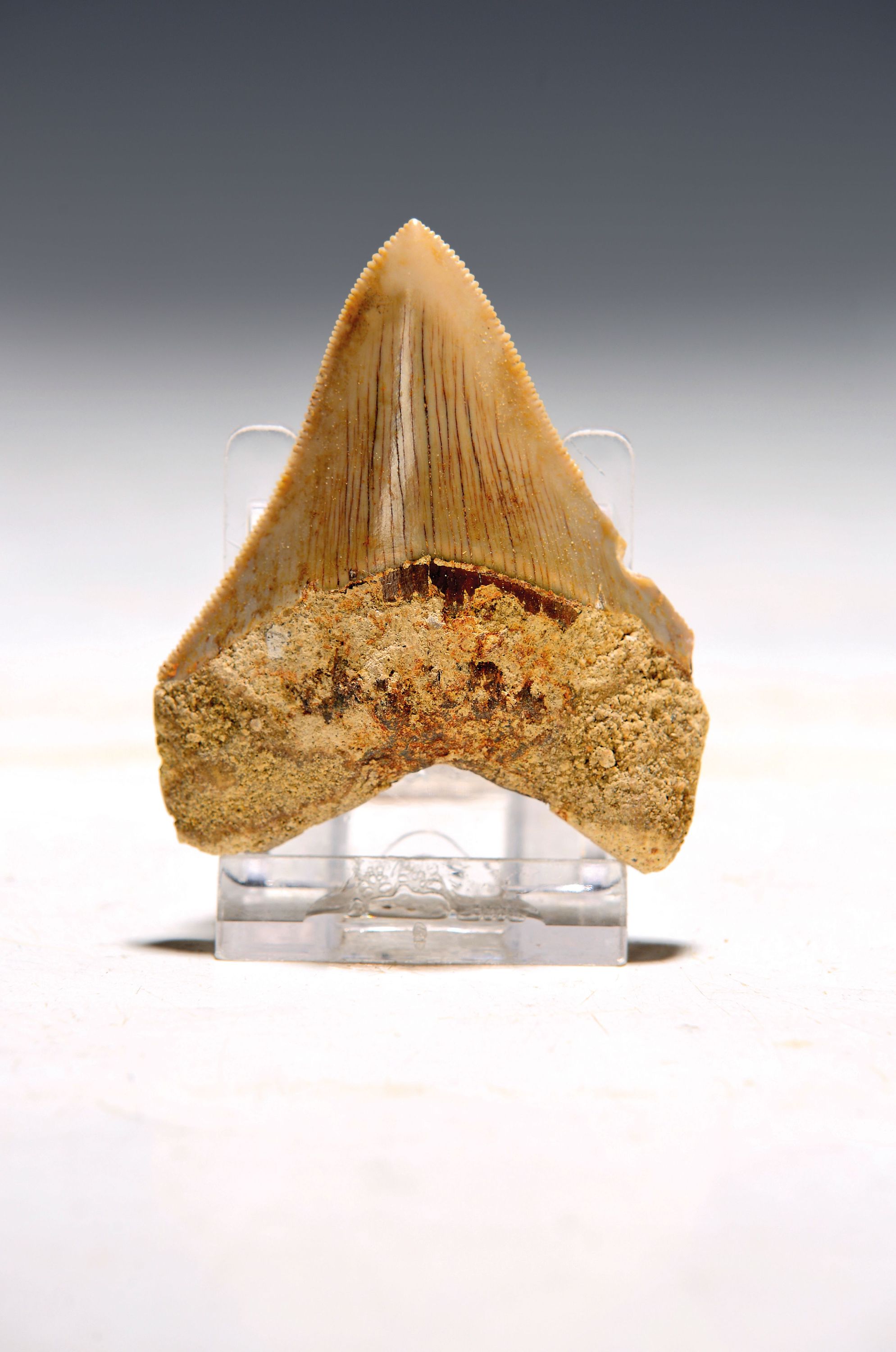 Image 27122937 - Authentischer prähistorischer Haifischzahn, Charcharocles Megalodon, Indonesien, ...