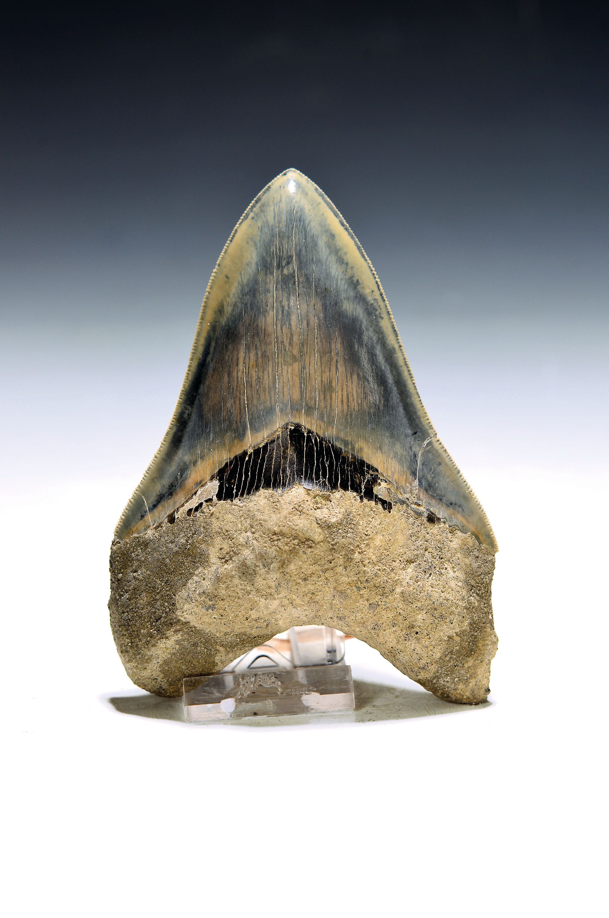 Image 27123013 - Riesiger authentischer prähistorischer Haifischzahn, Charcharocles Megalodon, ...