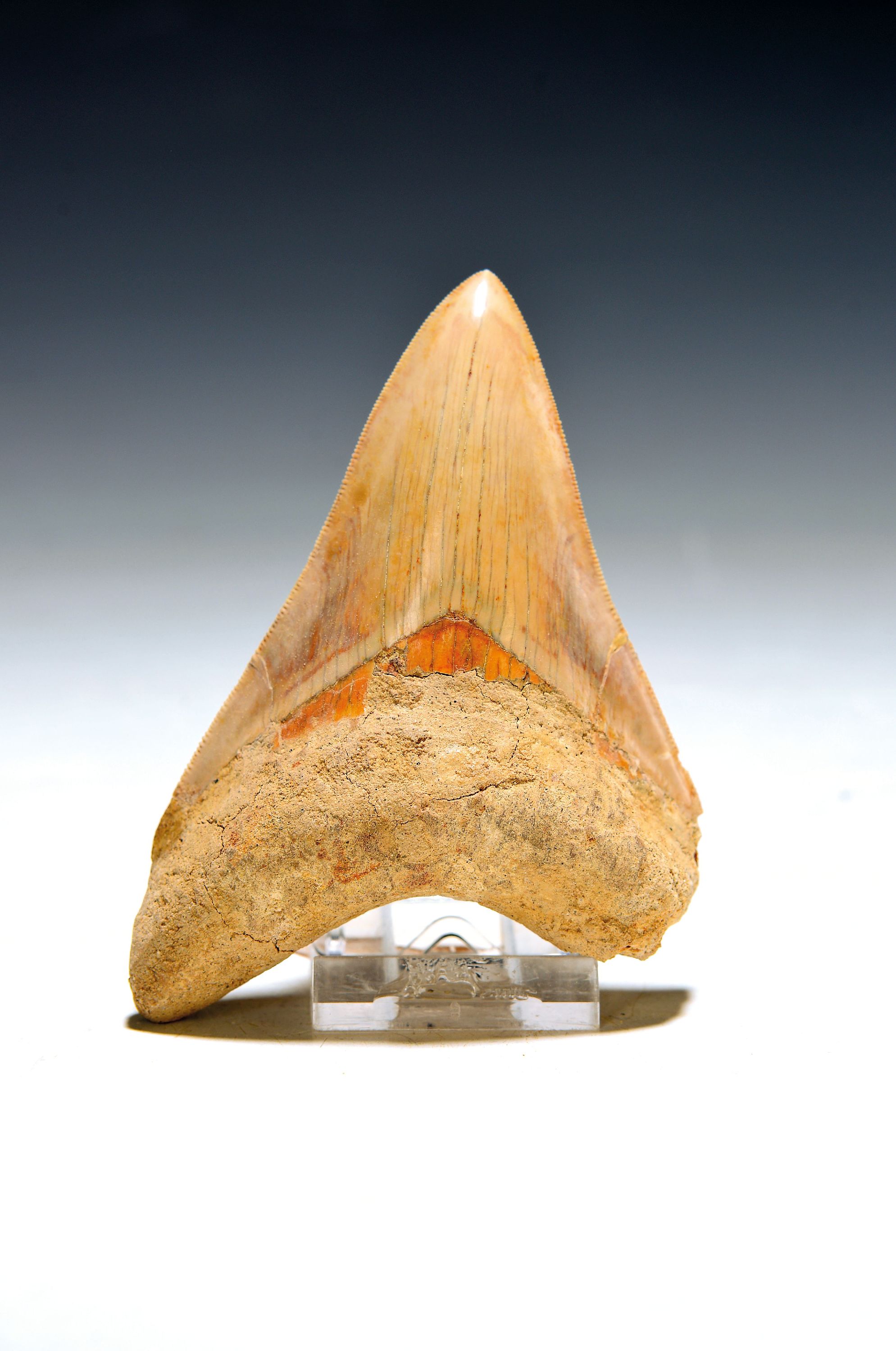 Image 27123015 - Grosser authentischer prähistorischer Haifischzahn, Charcharocles Megalodon, Indonesien, ...